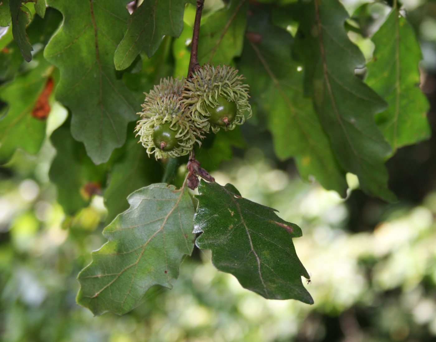 Quercus cerris турецкий дуб