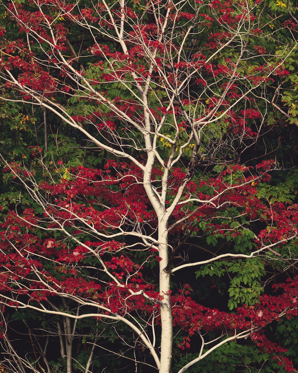Дерево с красными листьями фото и названия