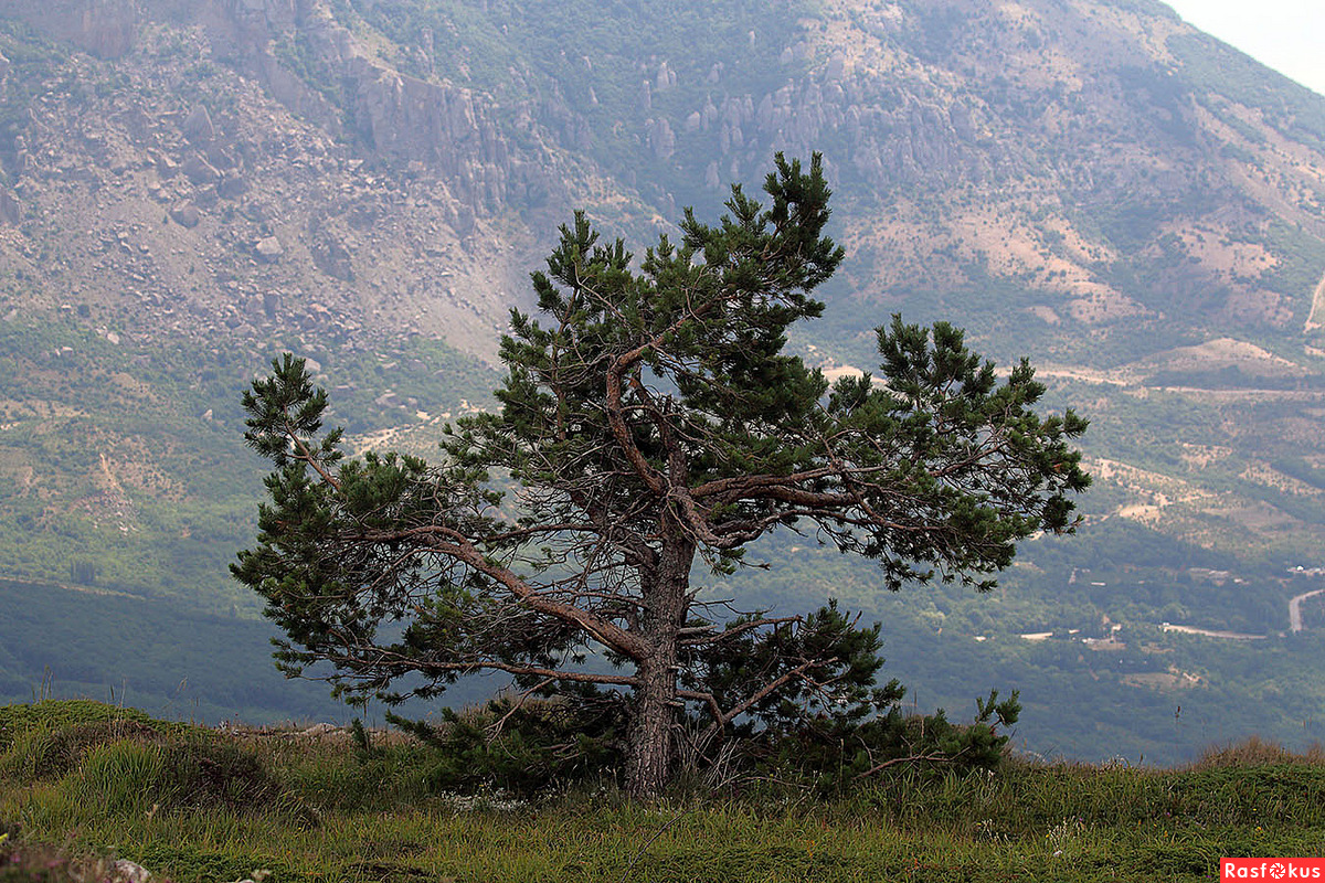 Сосна Крымская (Палласа) Pinus pallasiana