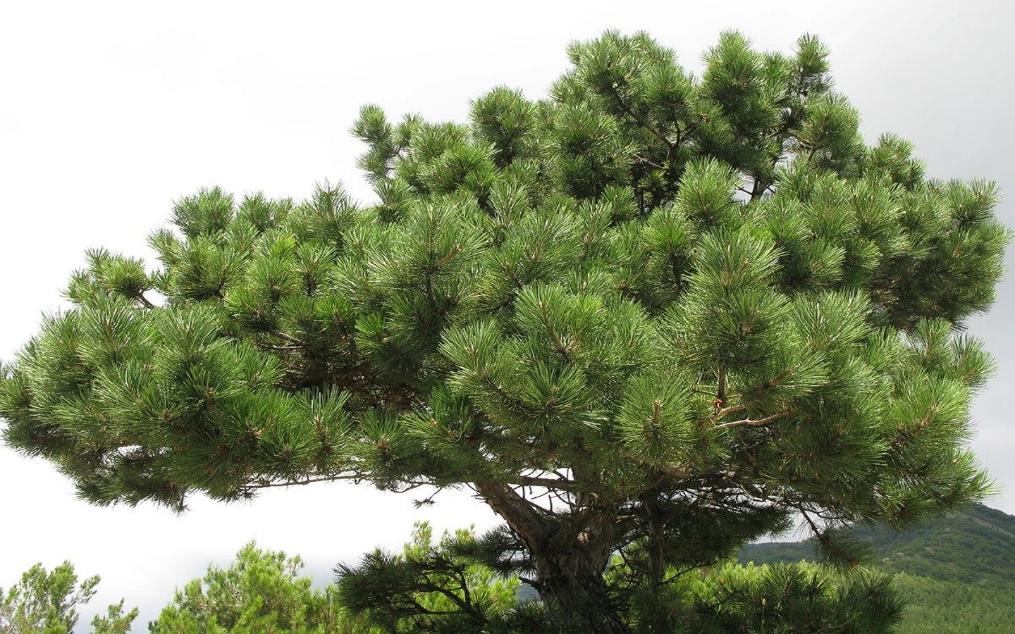 Pinus nigra subsp. Pallasiana