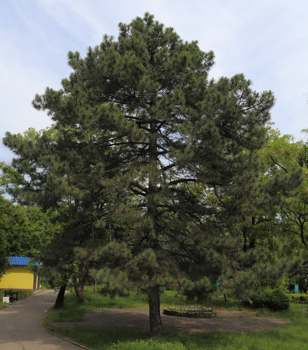 Сосна Палласа Pinus pallasiana