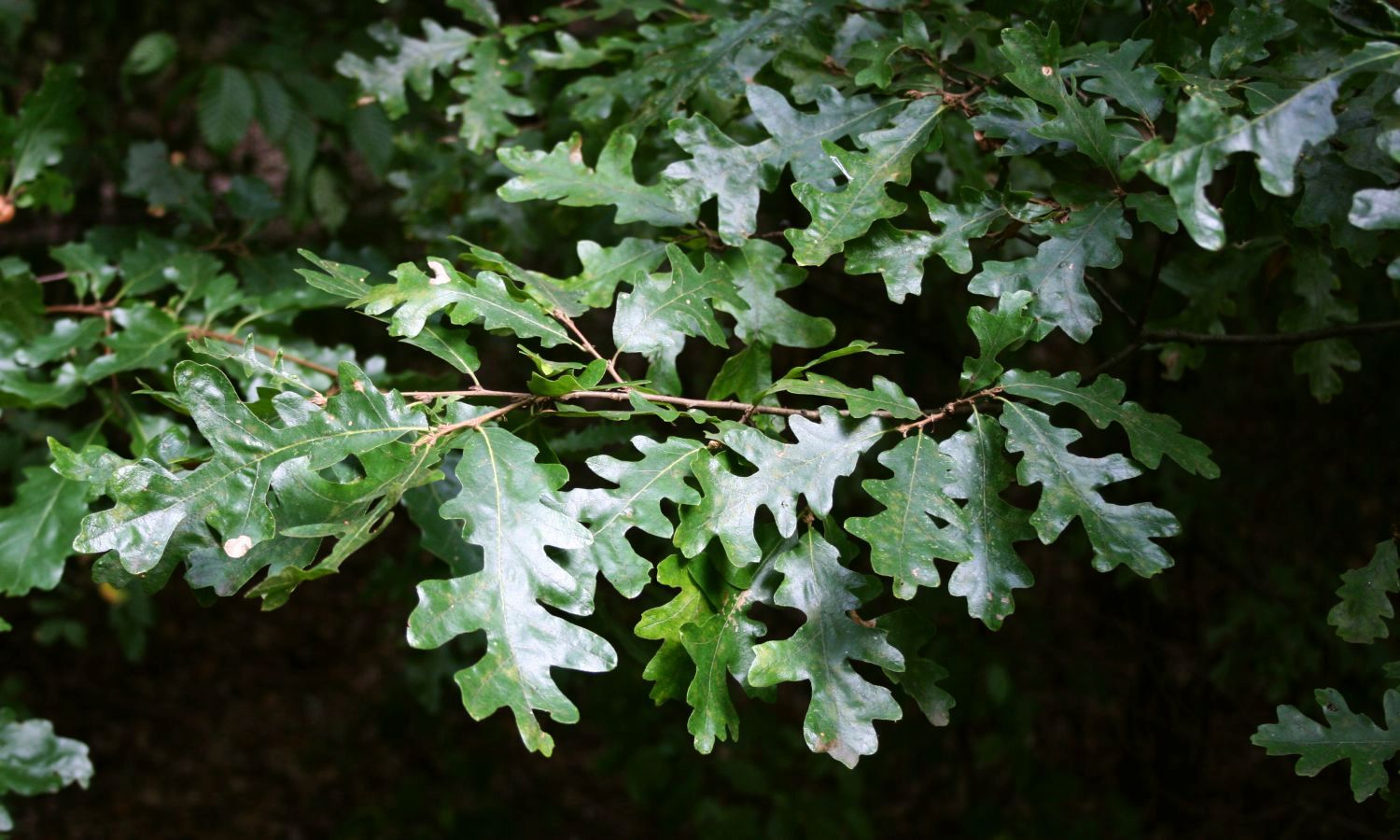 Quercus cerris variegata