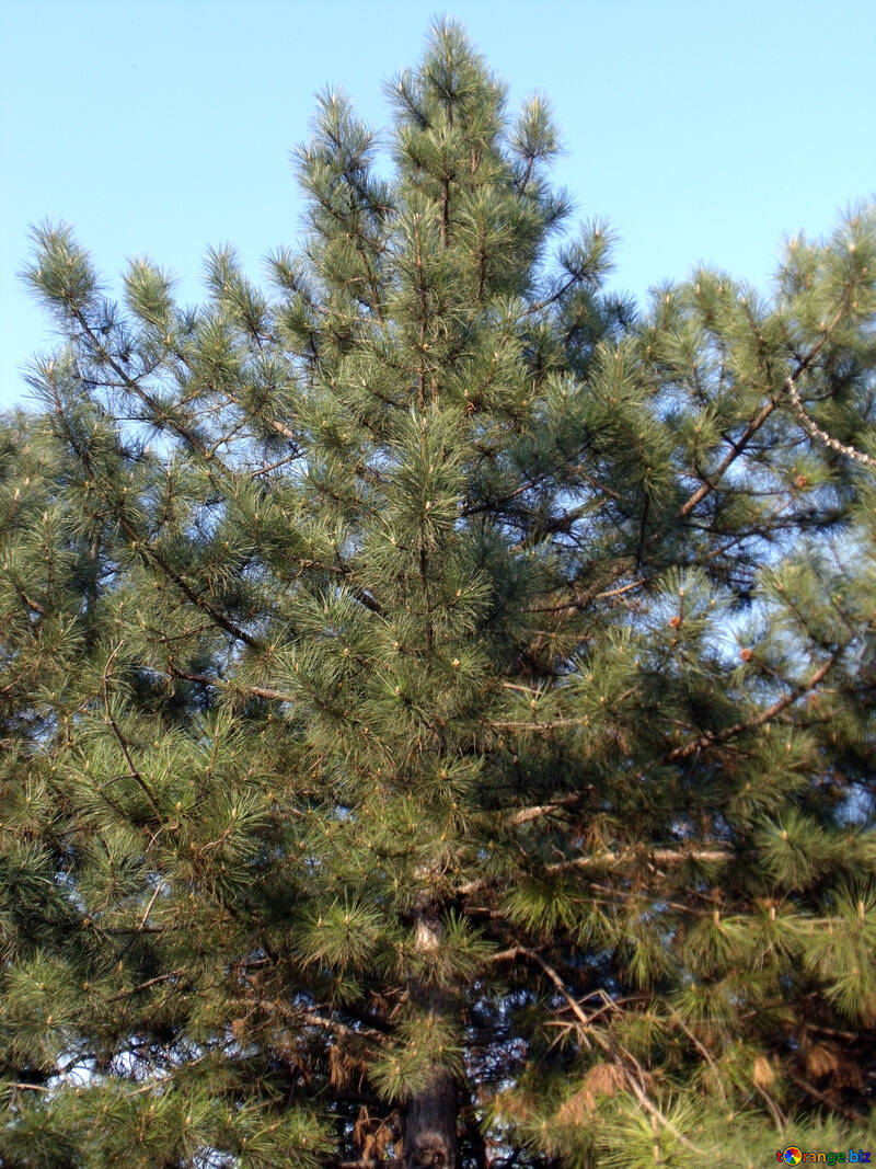 Pinus nigra Smaragd