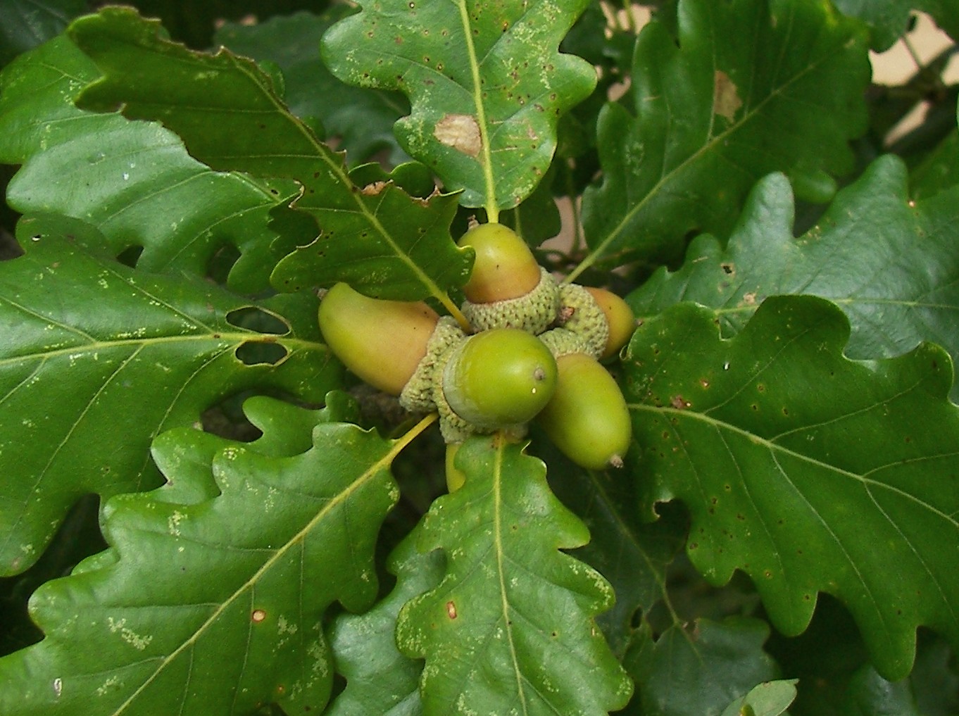 Дуб монгольский (Quercus mongolica)