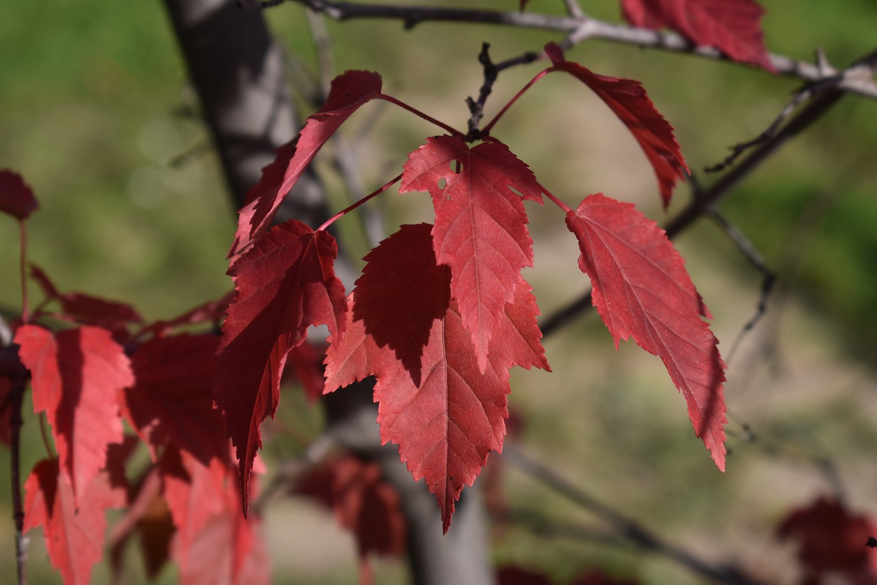 Листья осенью фото и названия деревьев