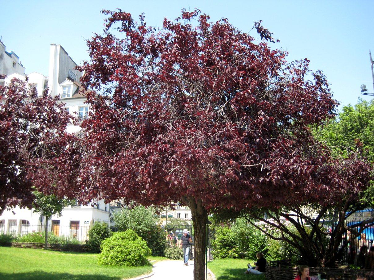 Дерево фундук красный фото