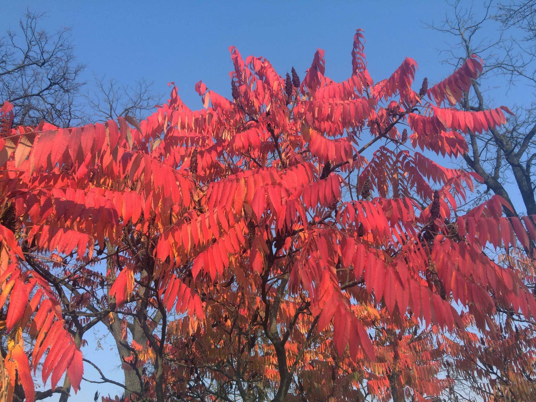 Дерево с красными листьями летом