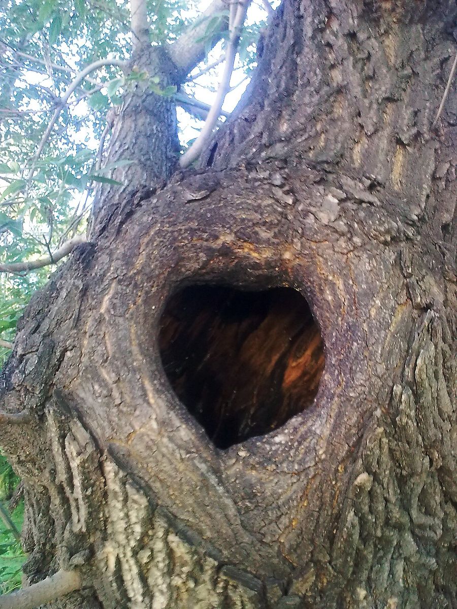Белка живет в дереве
