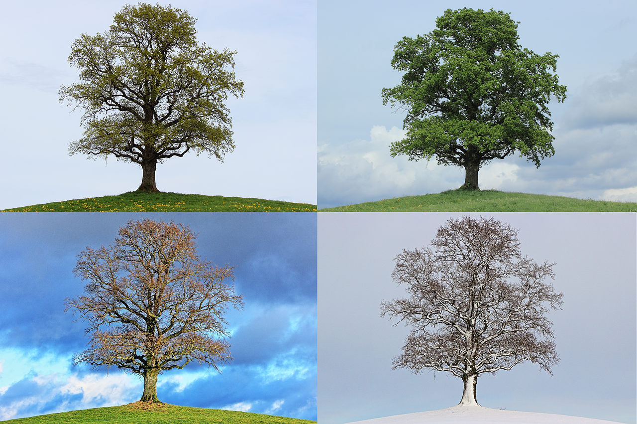 Цены изменяющиеся в зависимости от времени года. Дерево зимой и летом. Дерево летом и осенью. Дерево в разные времена года. Дерево летом осенью зимой и весной.