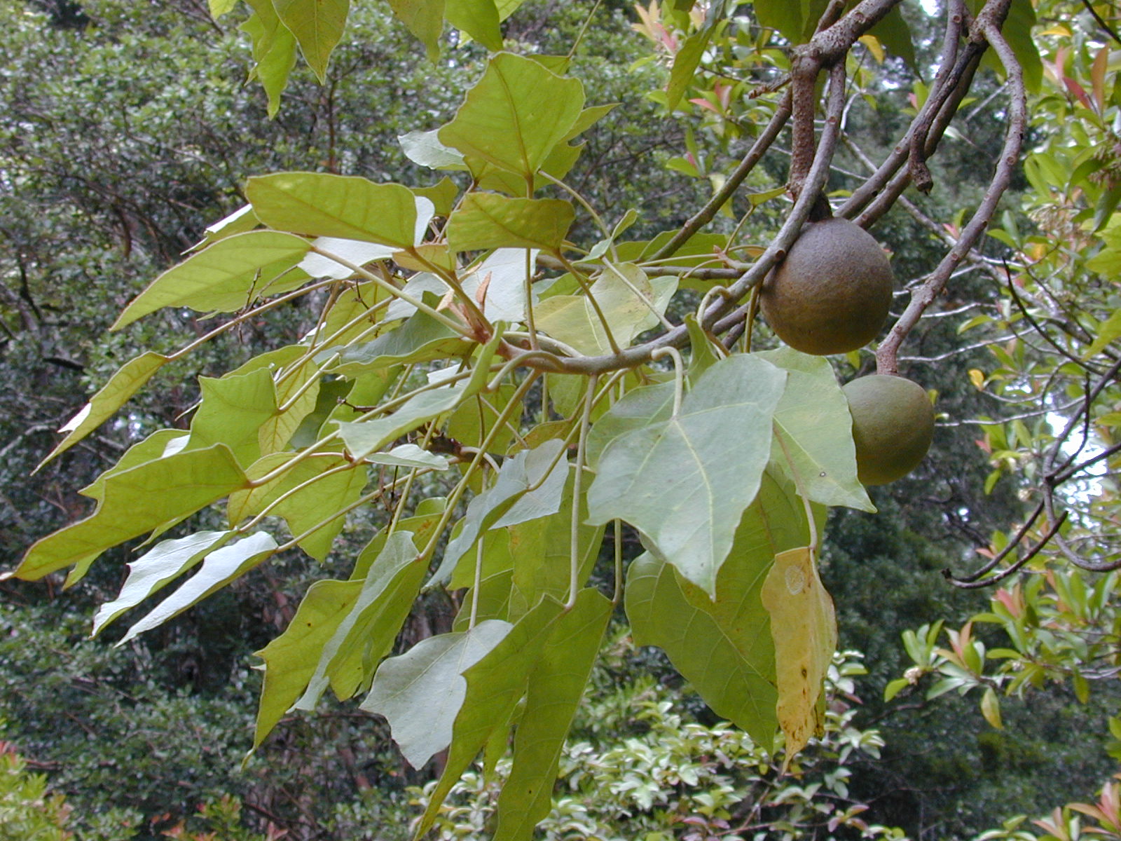 Лумбанг (aleurites moluccana)