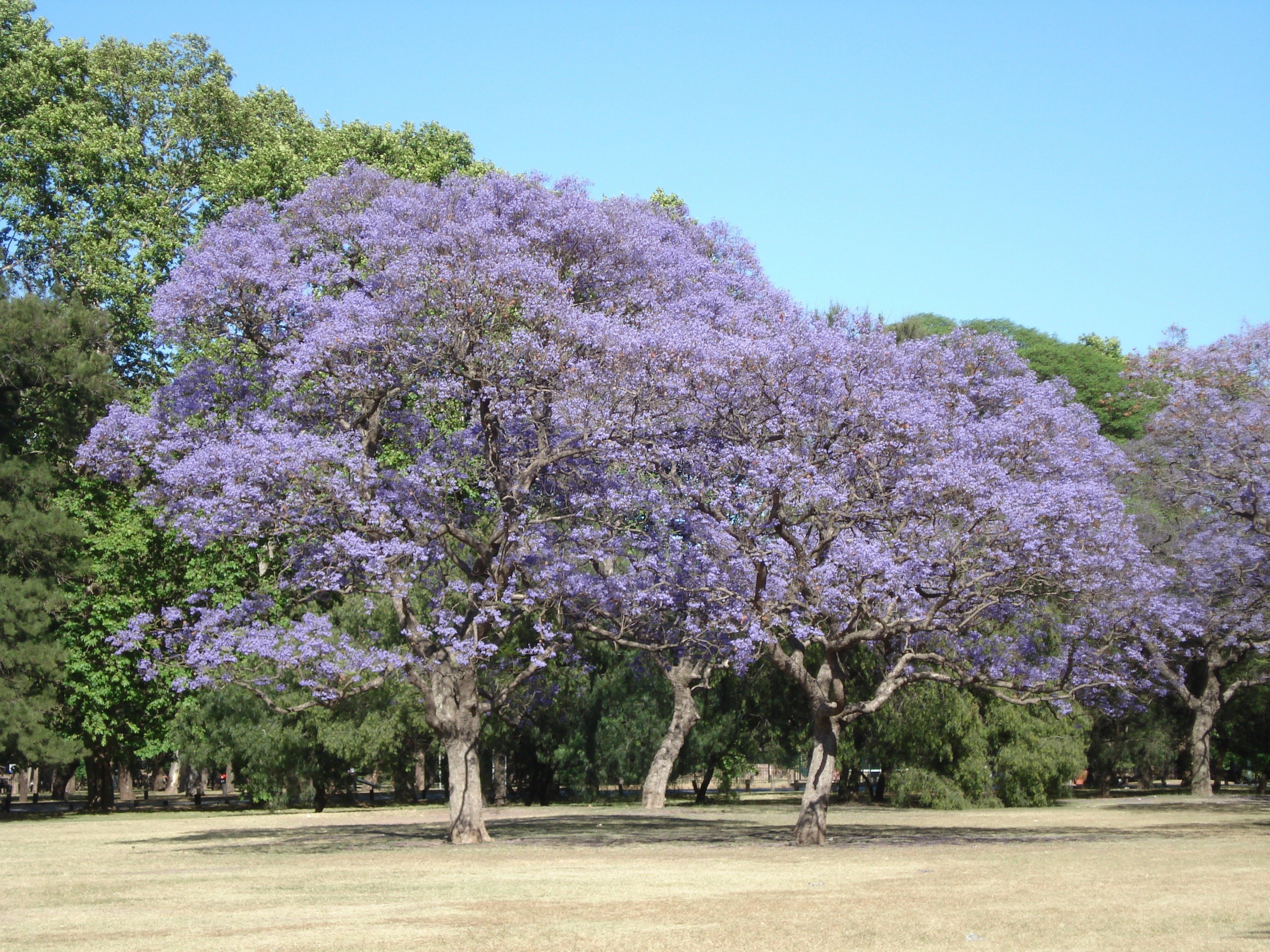 Жакаранда дерево в Аргентине