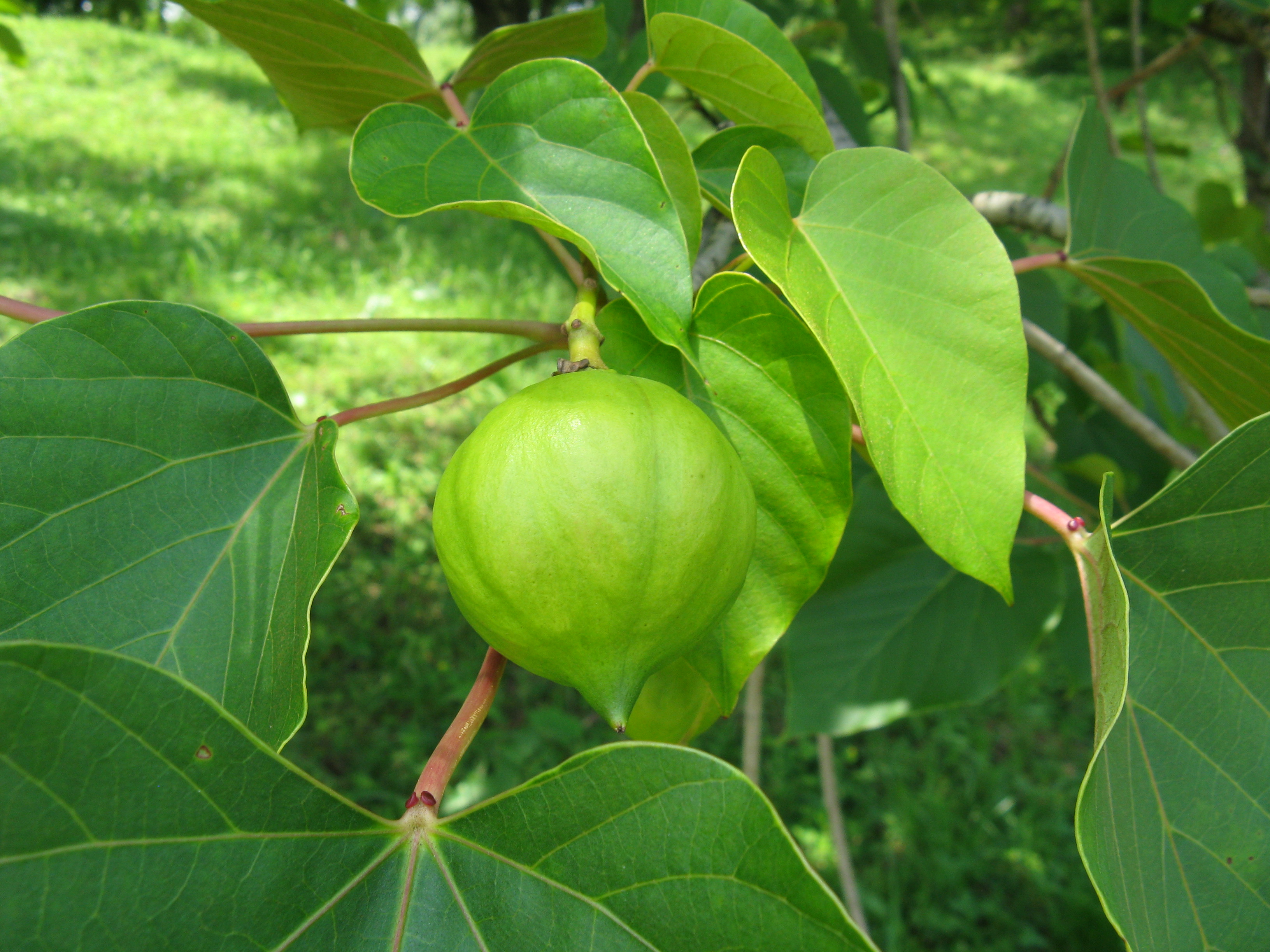 Плоды дерева Тунг Форда