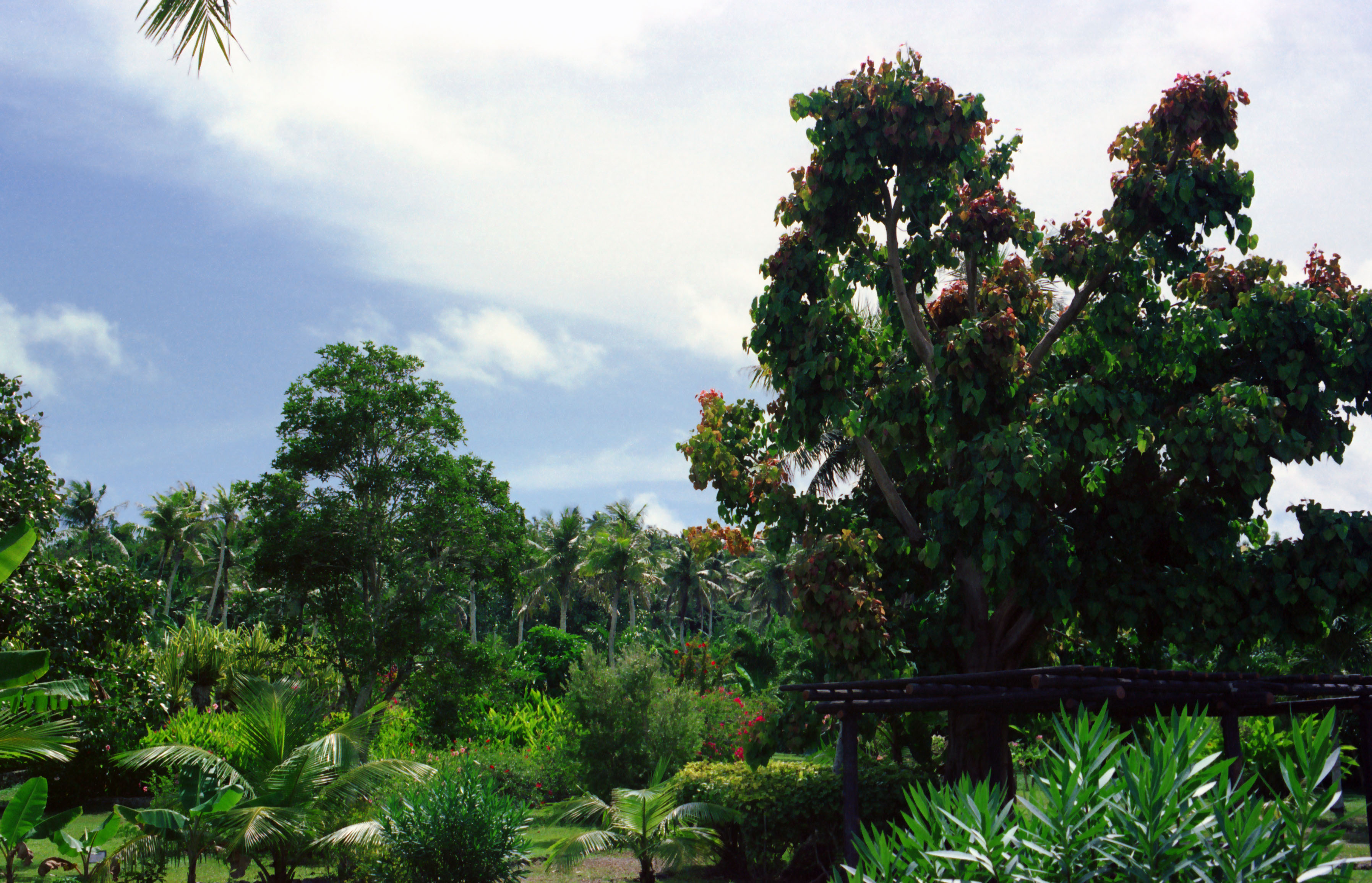 Джунглями называют. Сайпан джунгли. Тропические растения для дома. Розовые деревья в джунглях. Деревья джунглей названия.