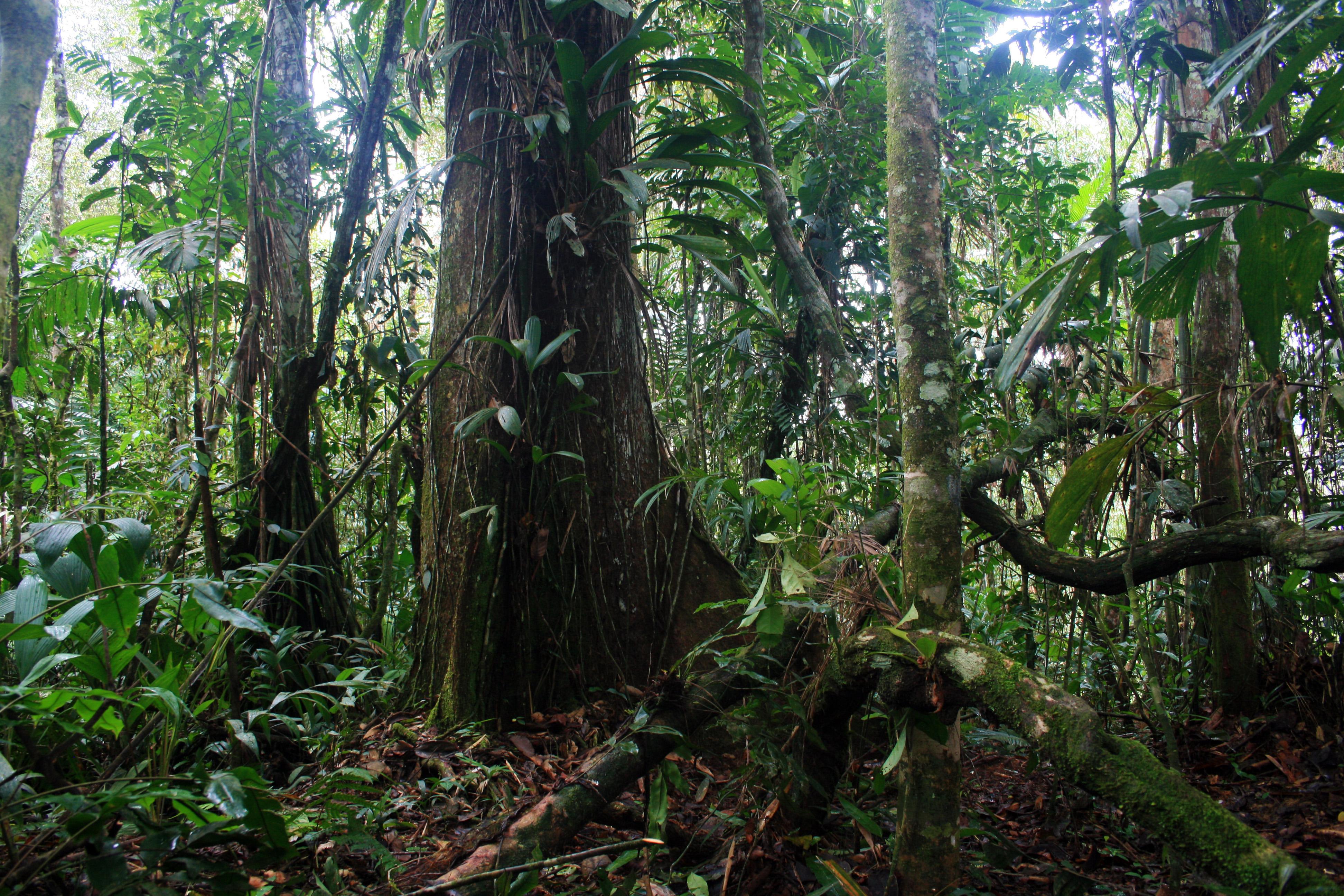 Джунглями называют. Джунгли Амазонка Аяваско. Ствол дерева ДЖУНГЛИДЖУНГЛИ телевиком. Джунгли деревья. Высота деревьев в джунглях.