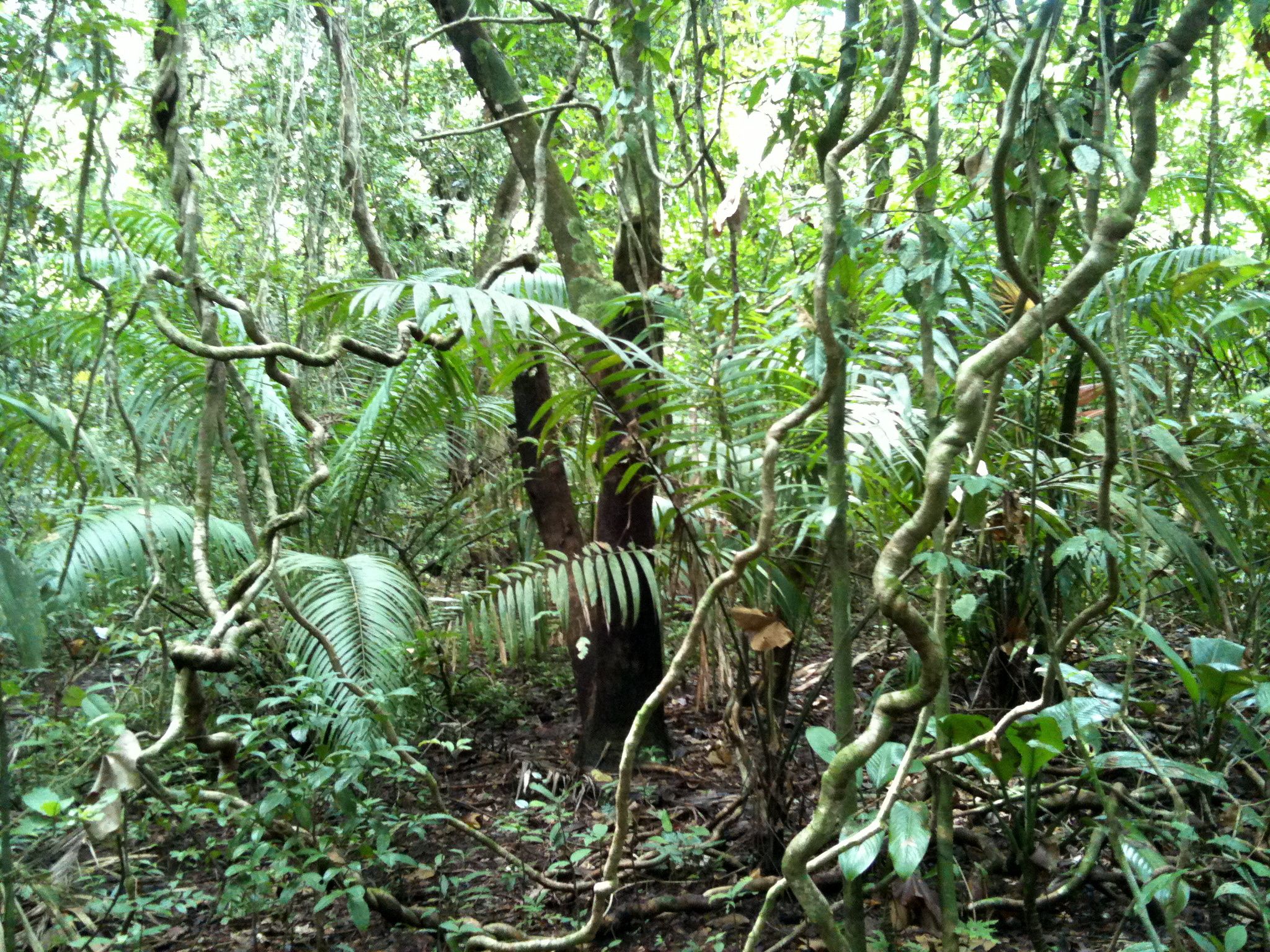 Джунглями называют. Южная Америка Сельва лианы. Гилея Африка лианы. Лианы в тропическом лесу. Эпифиты экваториальный лес.