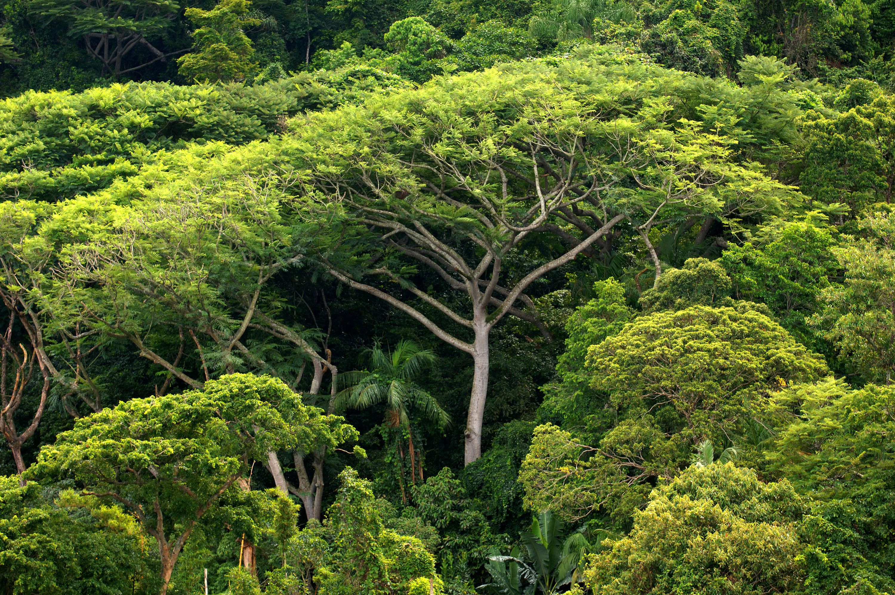 Джунглями называют. Тропические деревья. Сухие тропические леса. Джунгли деревья.