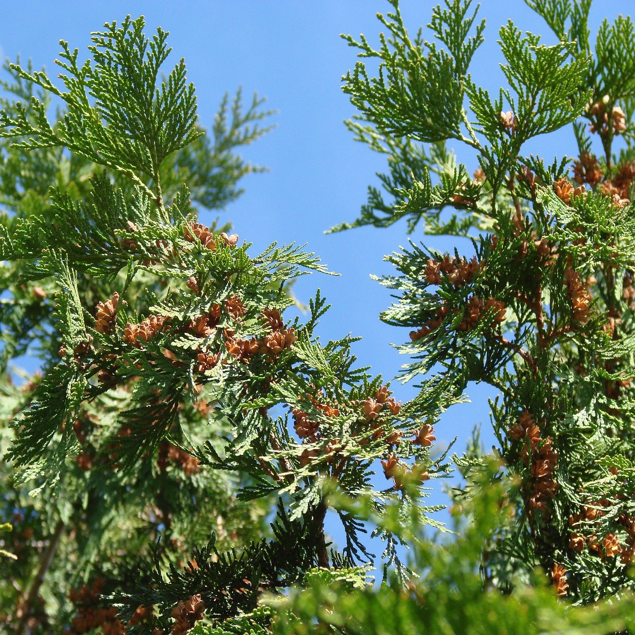 Виды вечнозеленых деревьев фото