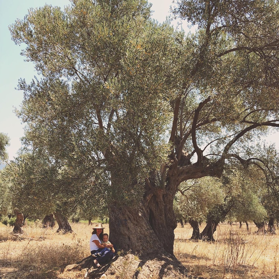 Оливковое дерево оливковое Турции
