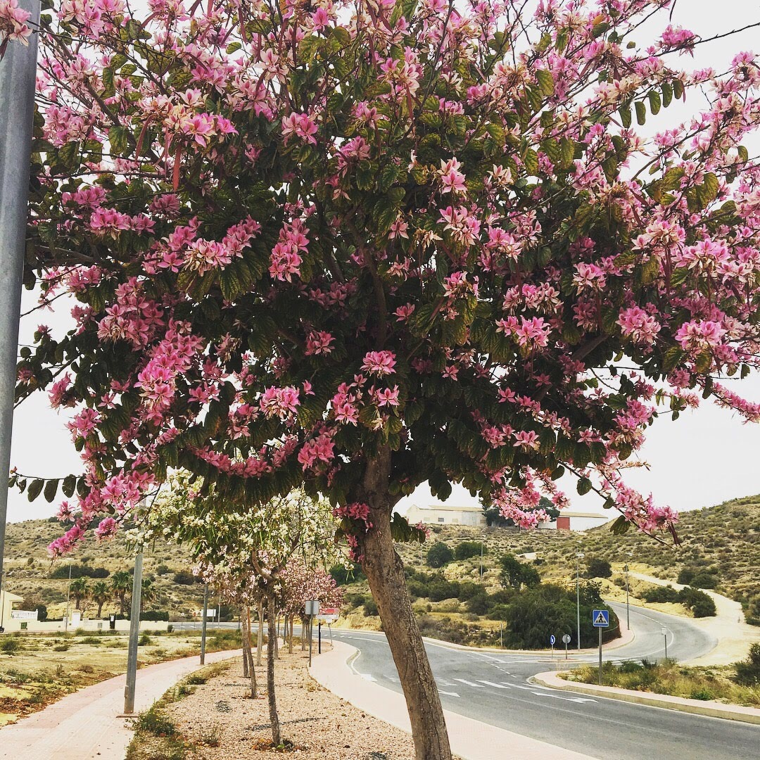 Цветущие деревья в Турции