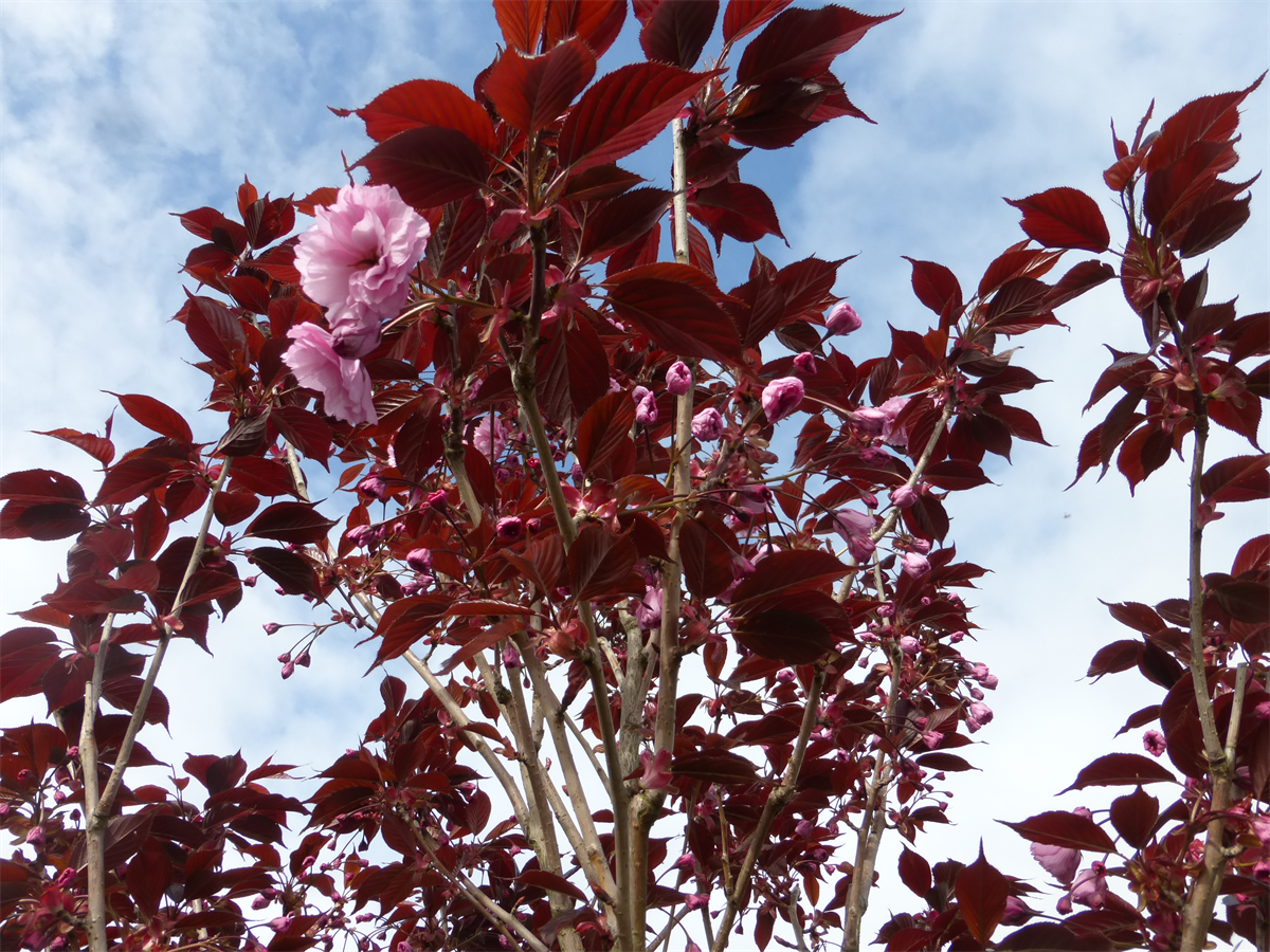 Декоративная яблоня с красными листьями роялти фото
