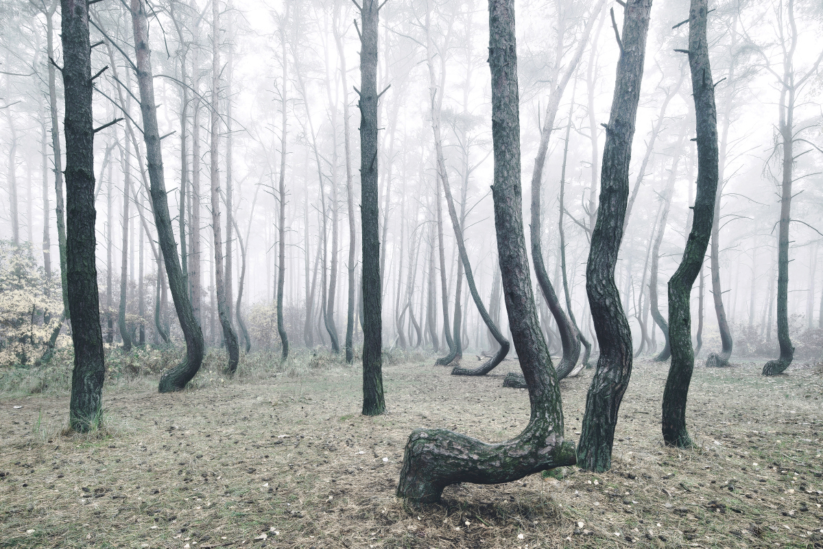 Кривой лес (Crooked Forest) Польша