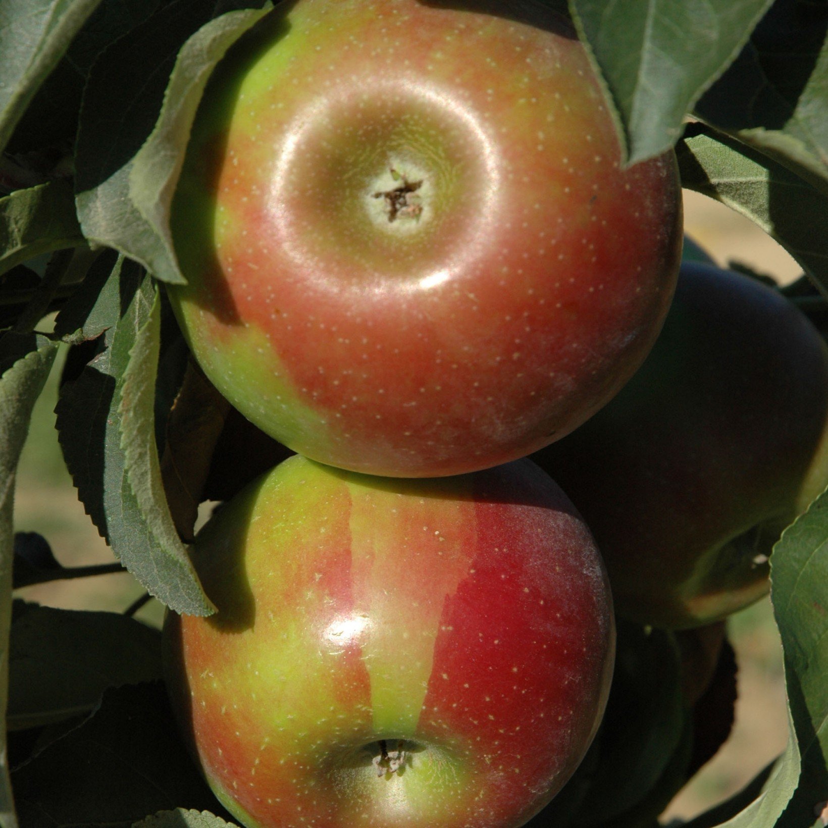 Готика сорт колоновидной яблони