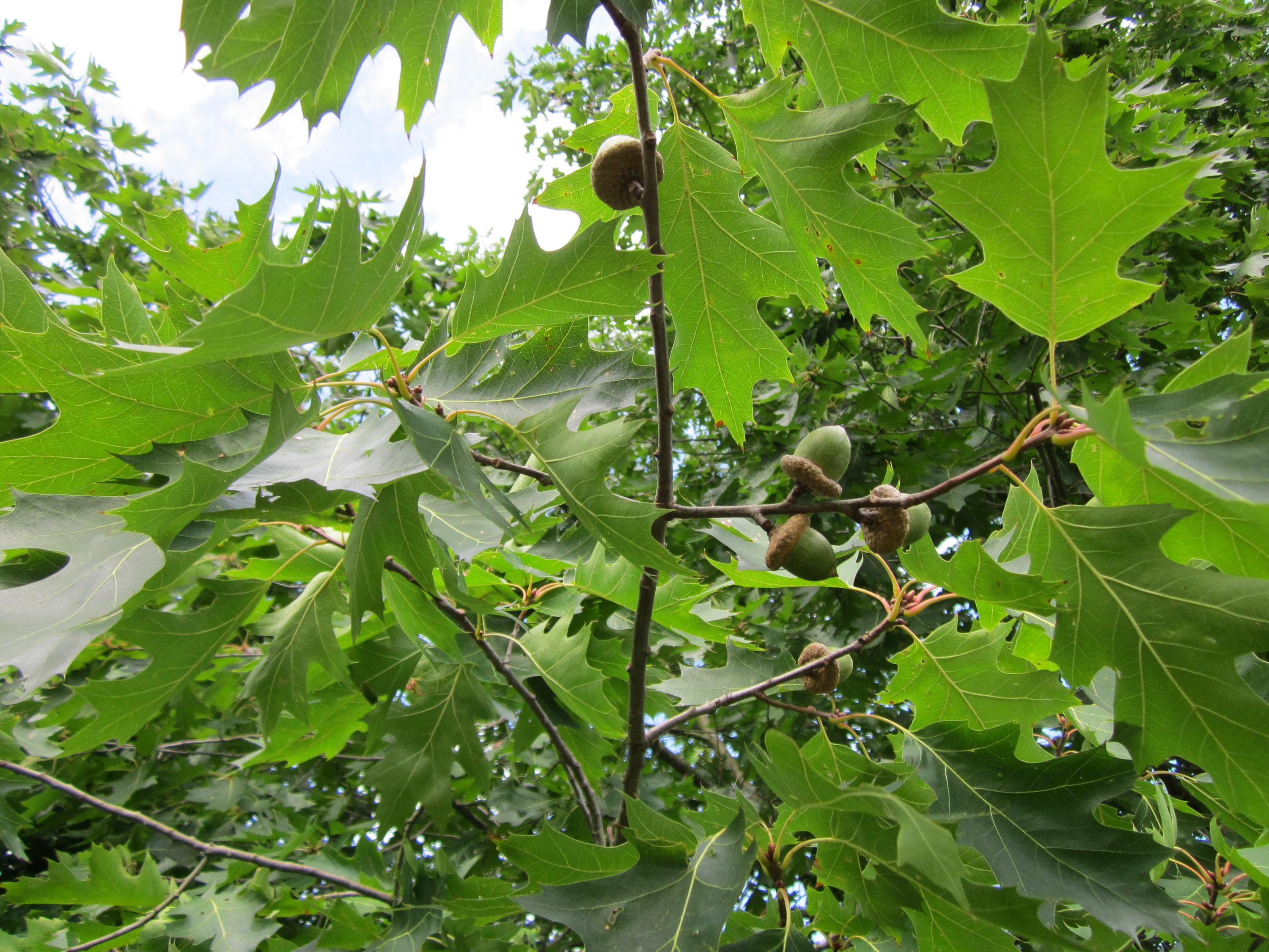 Дуб красный Quercus rubra. Дуб красный Quercus rubra желуди. Quercus rubra (дуб красный) 'Aurea'. Quercus macrocarpa. Красно черешчатый дуб