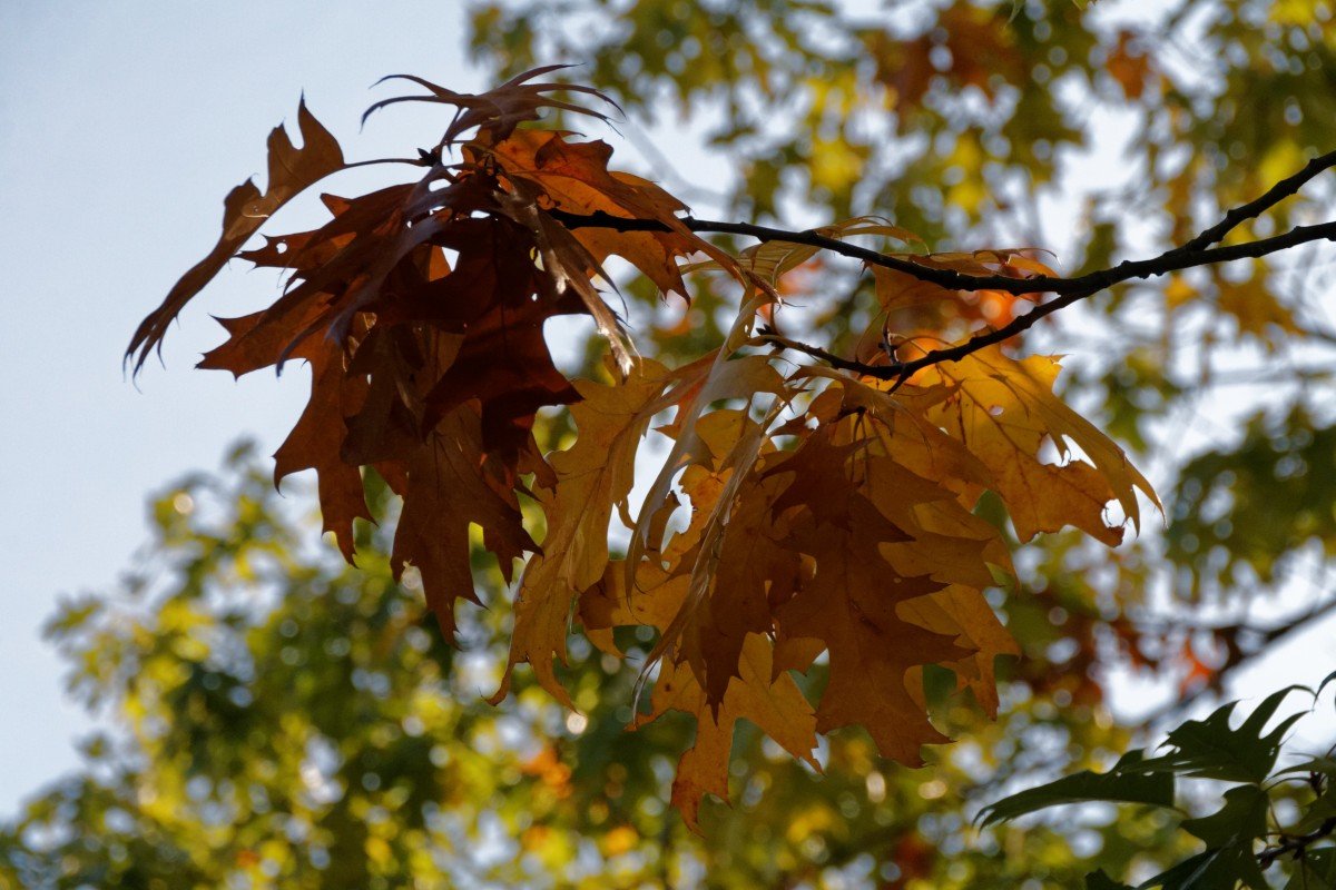 Кленовый ясень лист