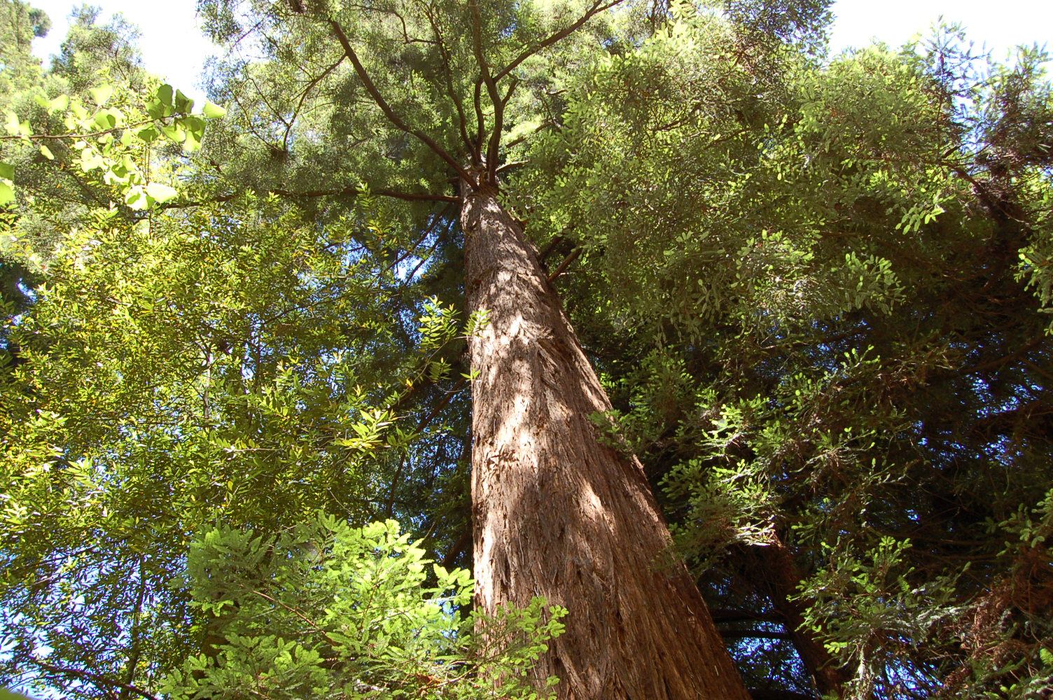 дерево вилга австралия