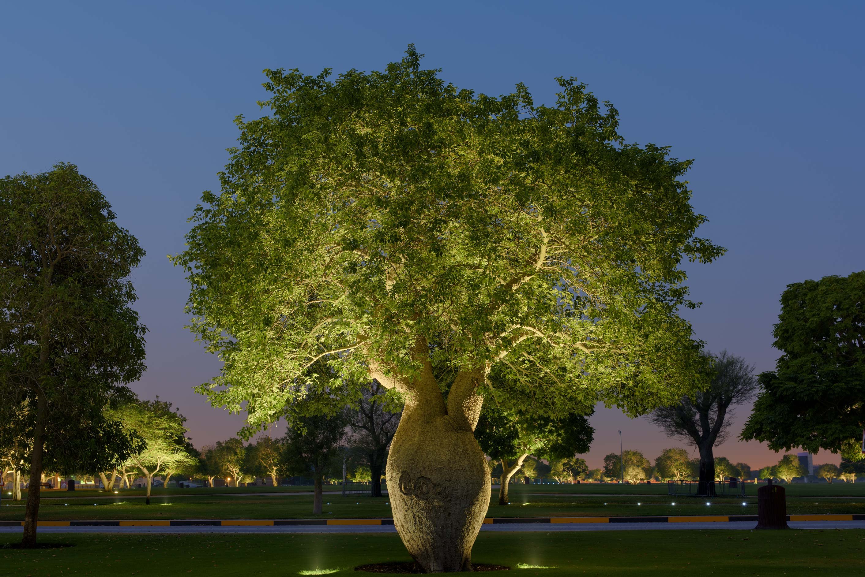 Какое дерево называют деревом жизни. Тоборочи бутылочное дерево. Брахихитон бутылочное дерево. Бутылочное дерево в Австралии. Австралийский баобаб бутылочное дерево.