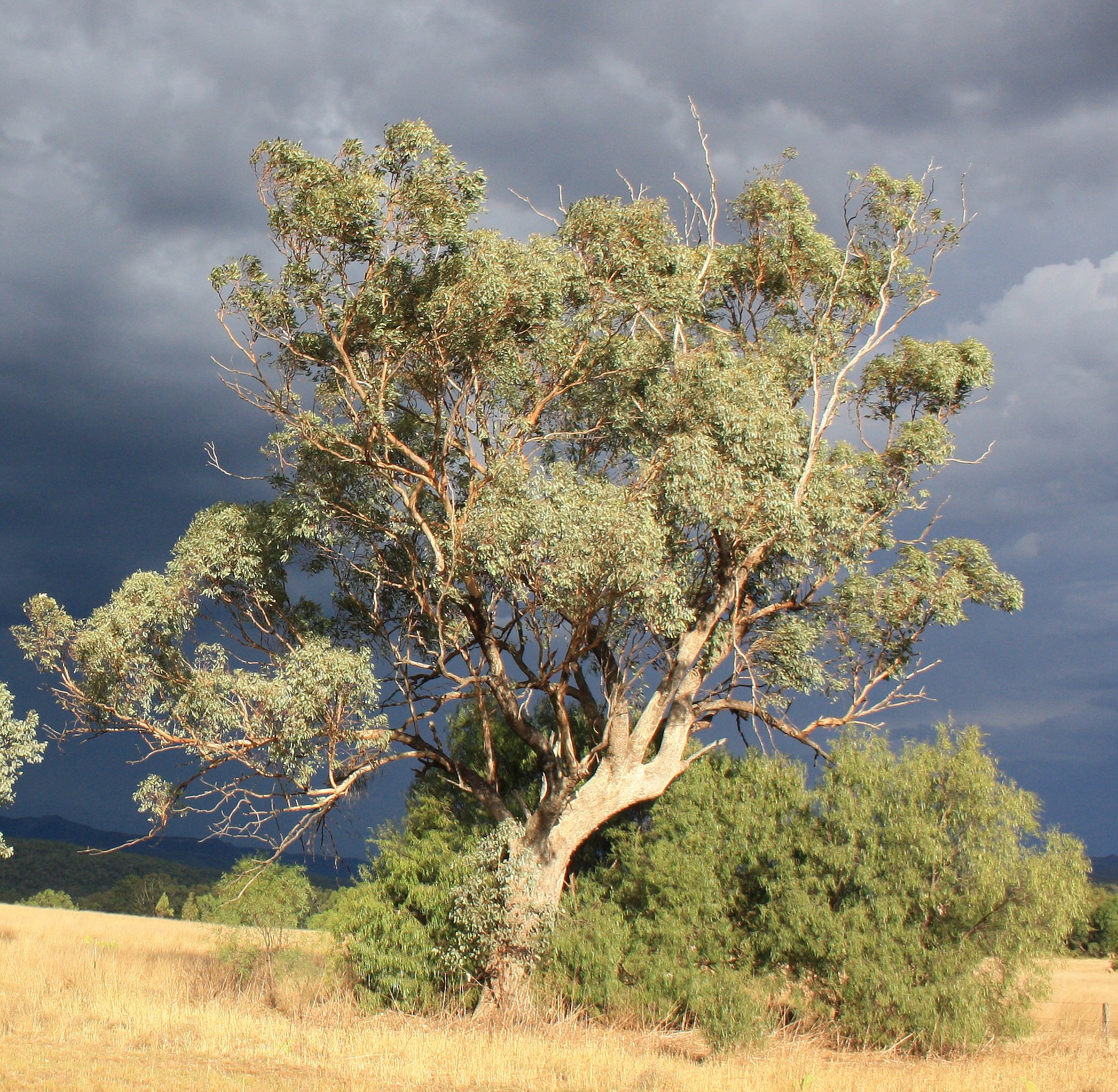 Перечное дерево Австралия