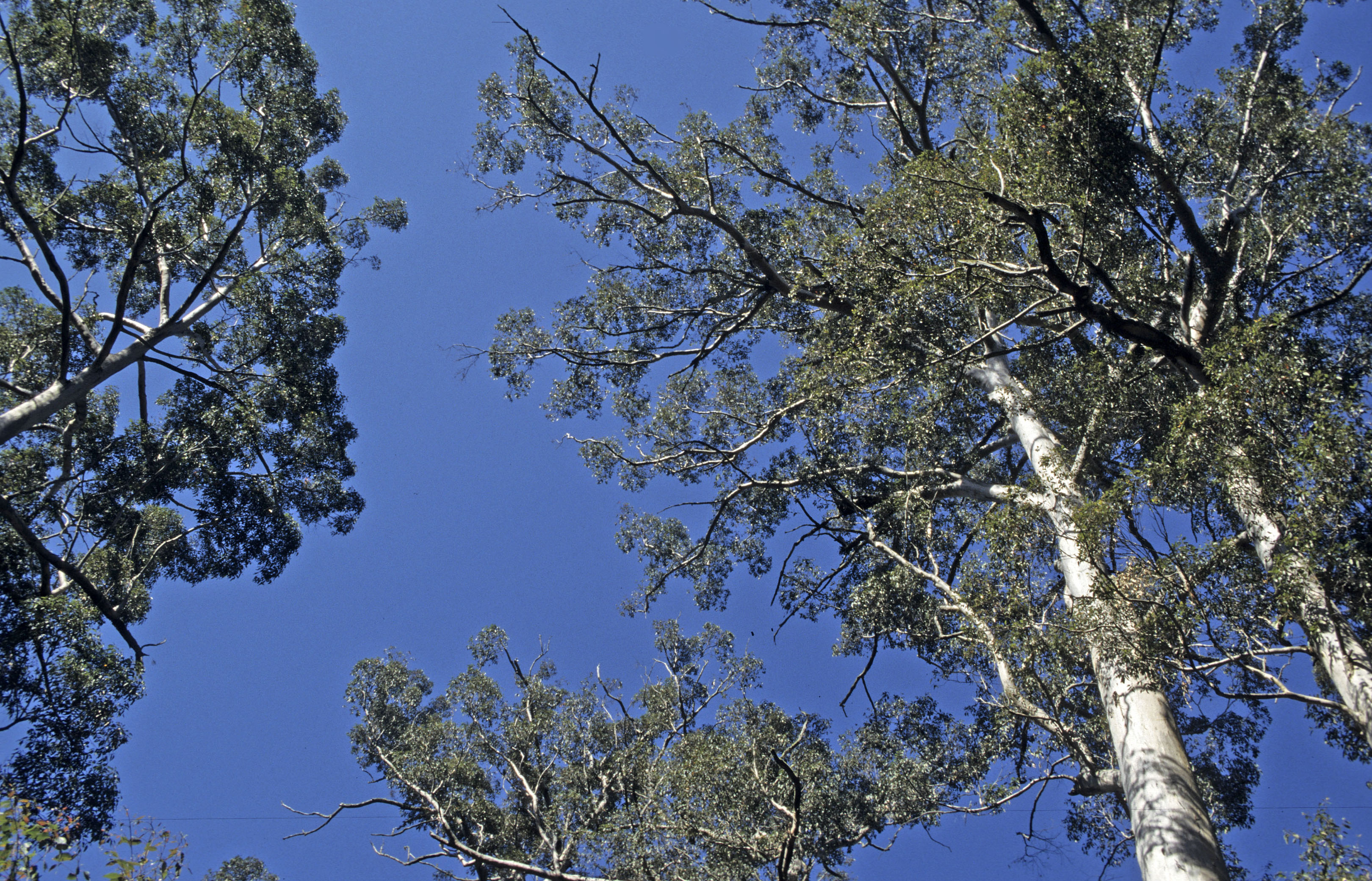 дерево вилга австралия