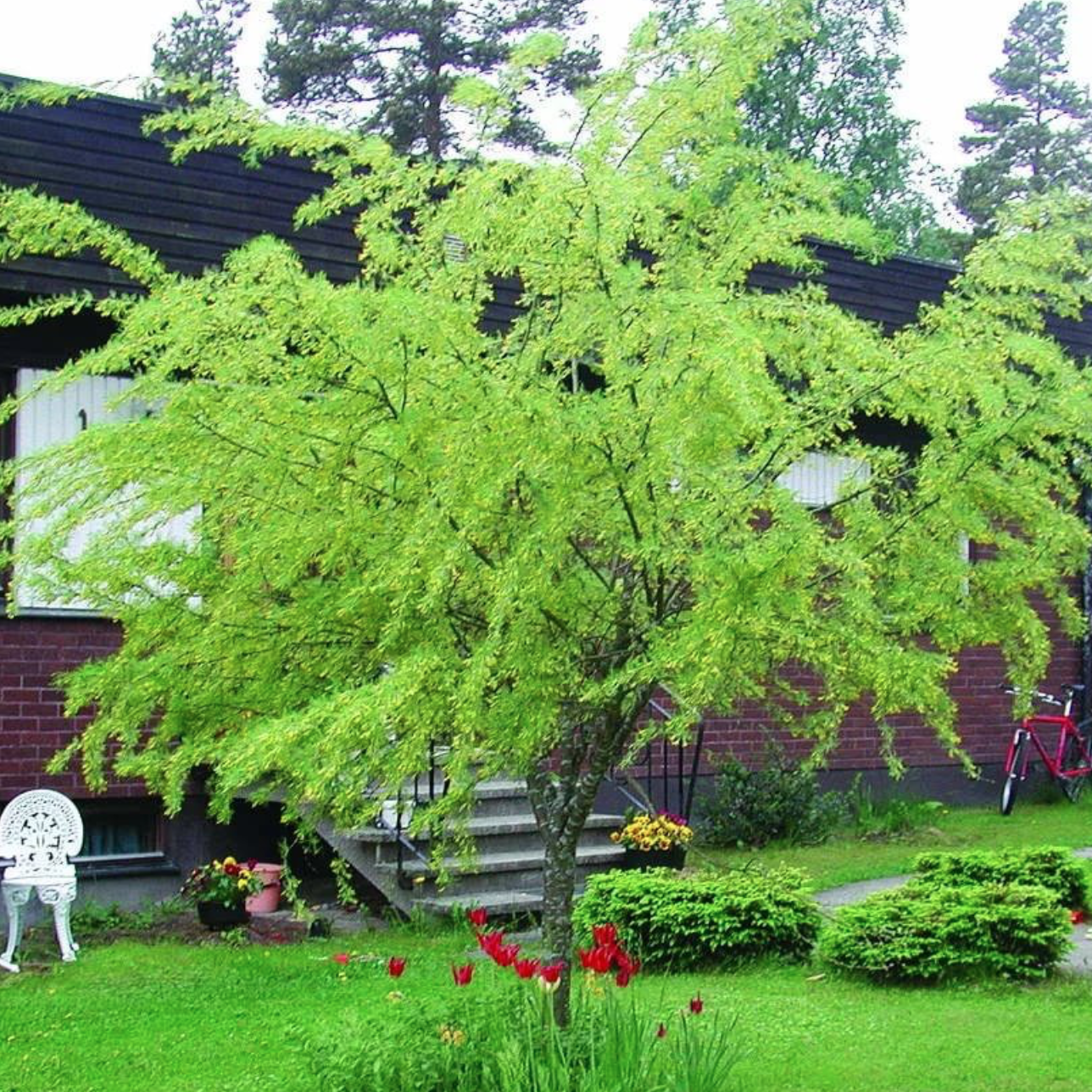 Декоративные деревья для дачи в подмосковье фото
