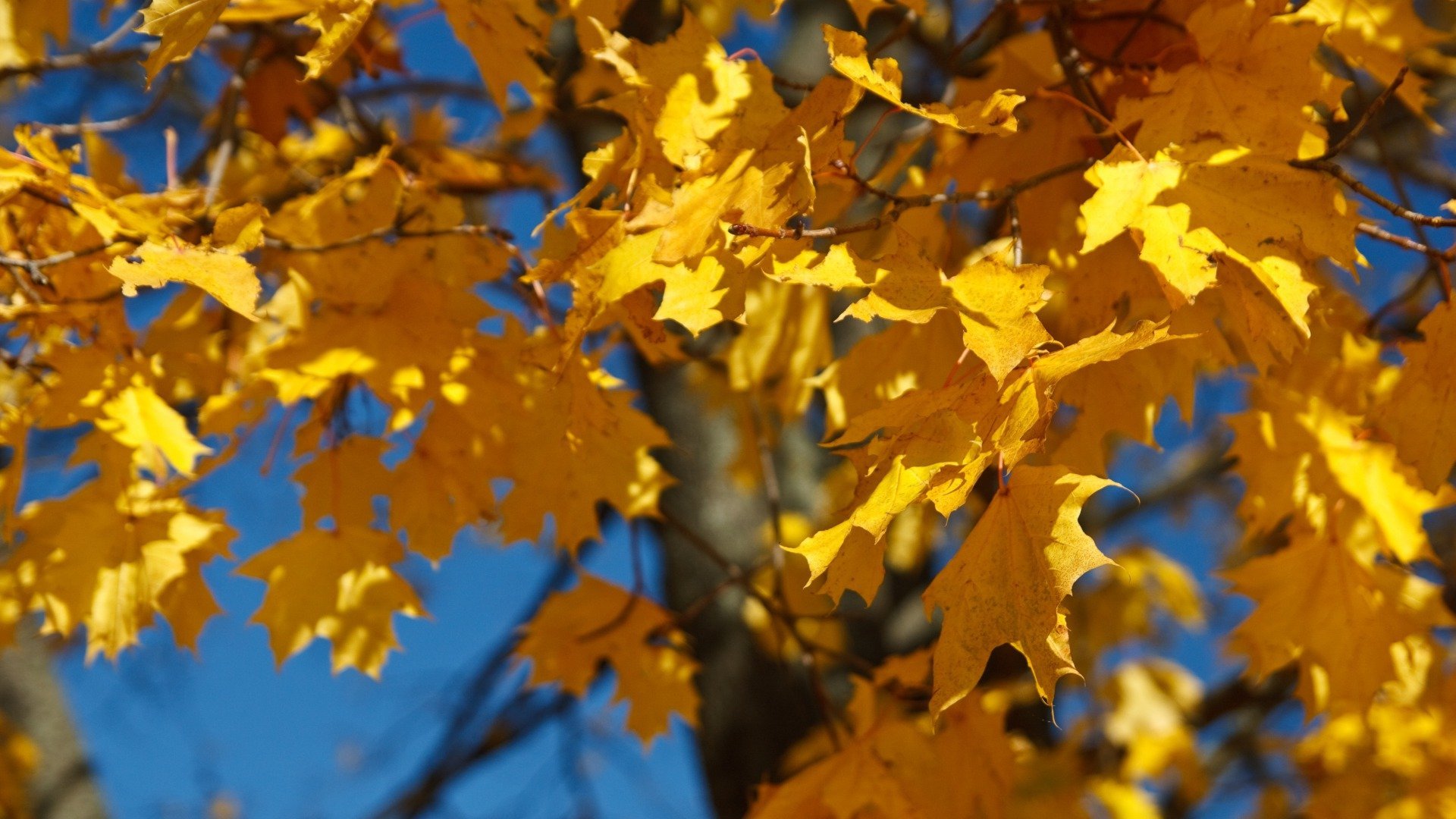 Опадают желтые листья