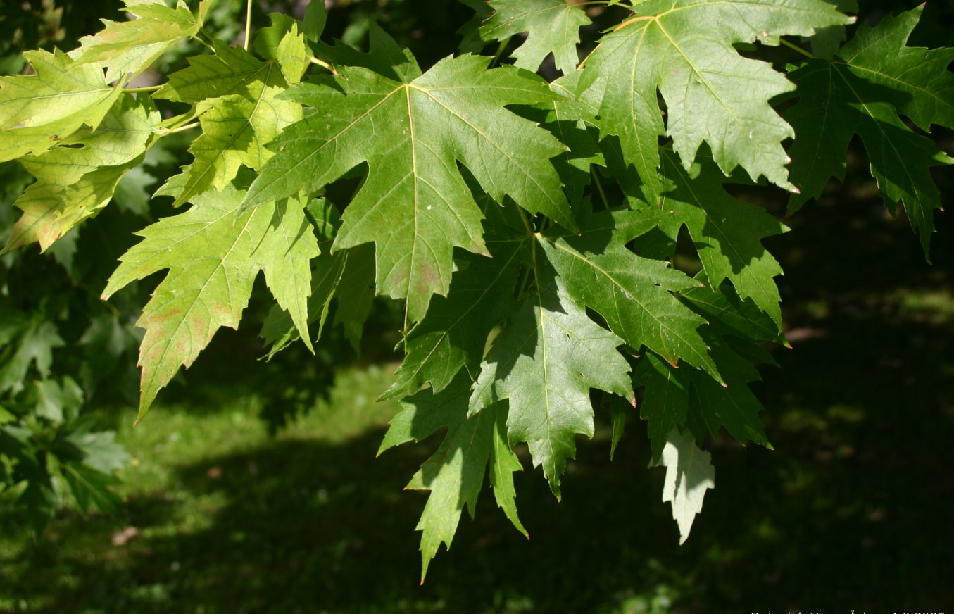 Acer platanoides клен сахаристый