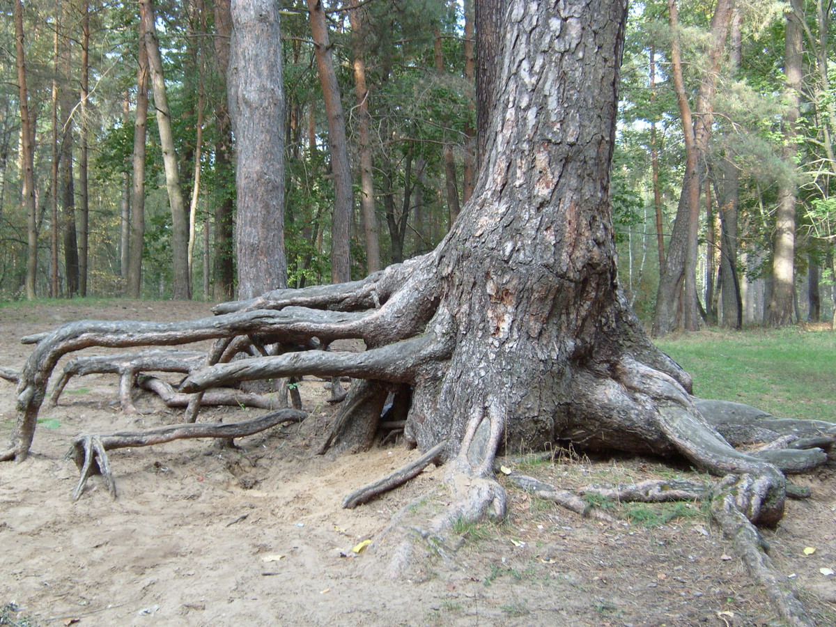 Сосновый корень