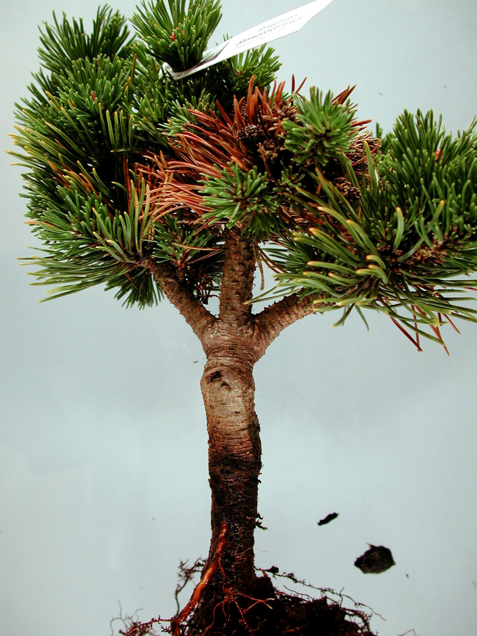 Хвойный корень. Pinus SPP. Корневище сосны. Корни сосны.