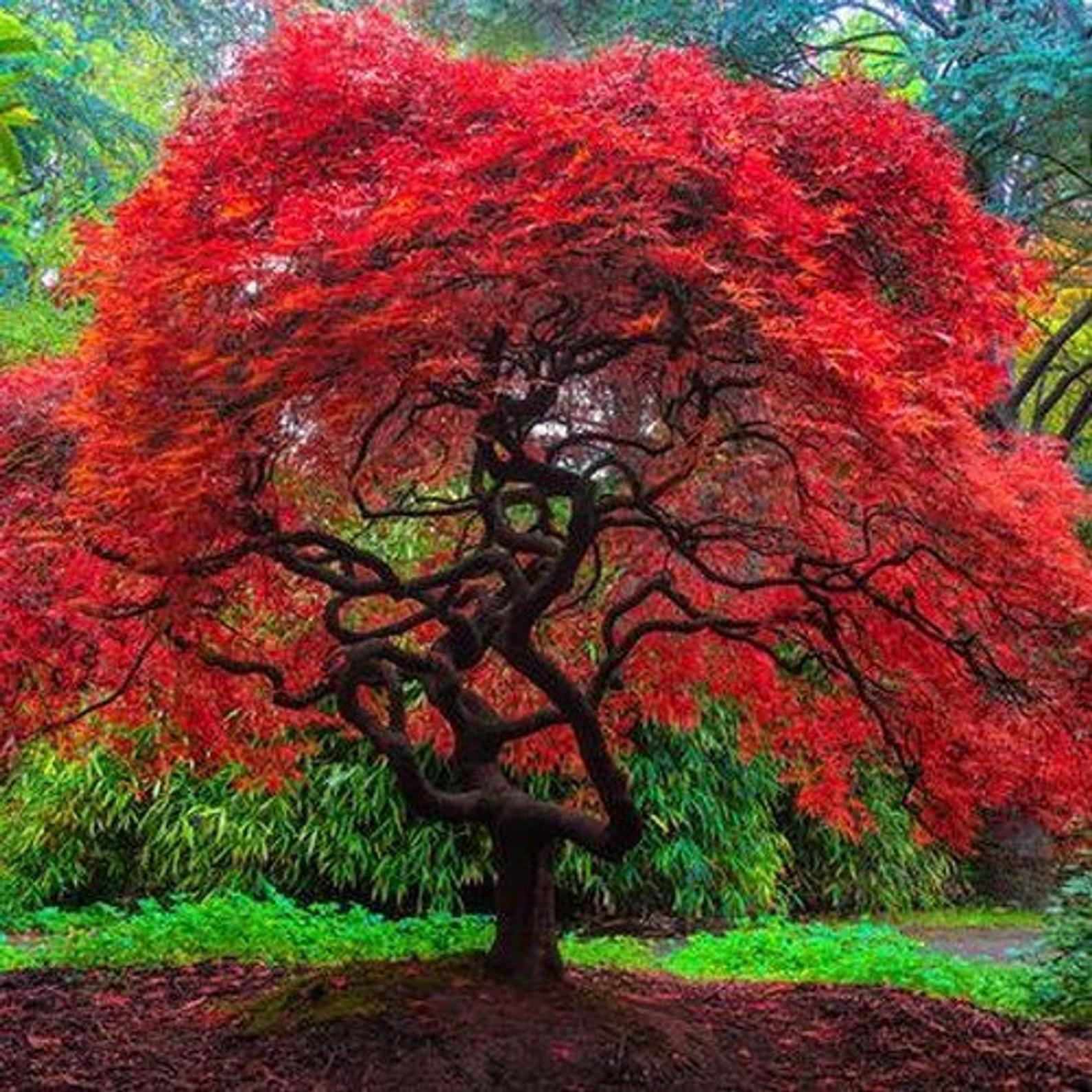 Красивое красное дерево. Клен Гиннала бонсай. Клен японский красный. Японский клен дерево. Японский клен Гиннала.
