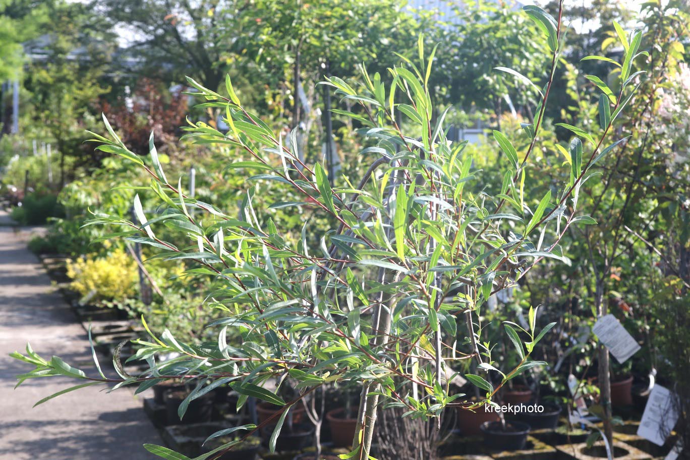 Ива Salix purpurea pendula