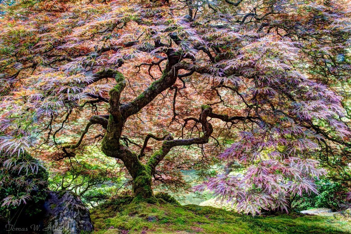 Деревья Японии клен