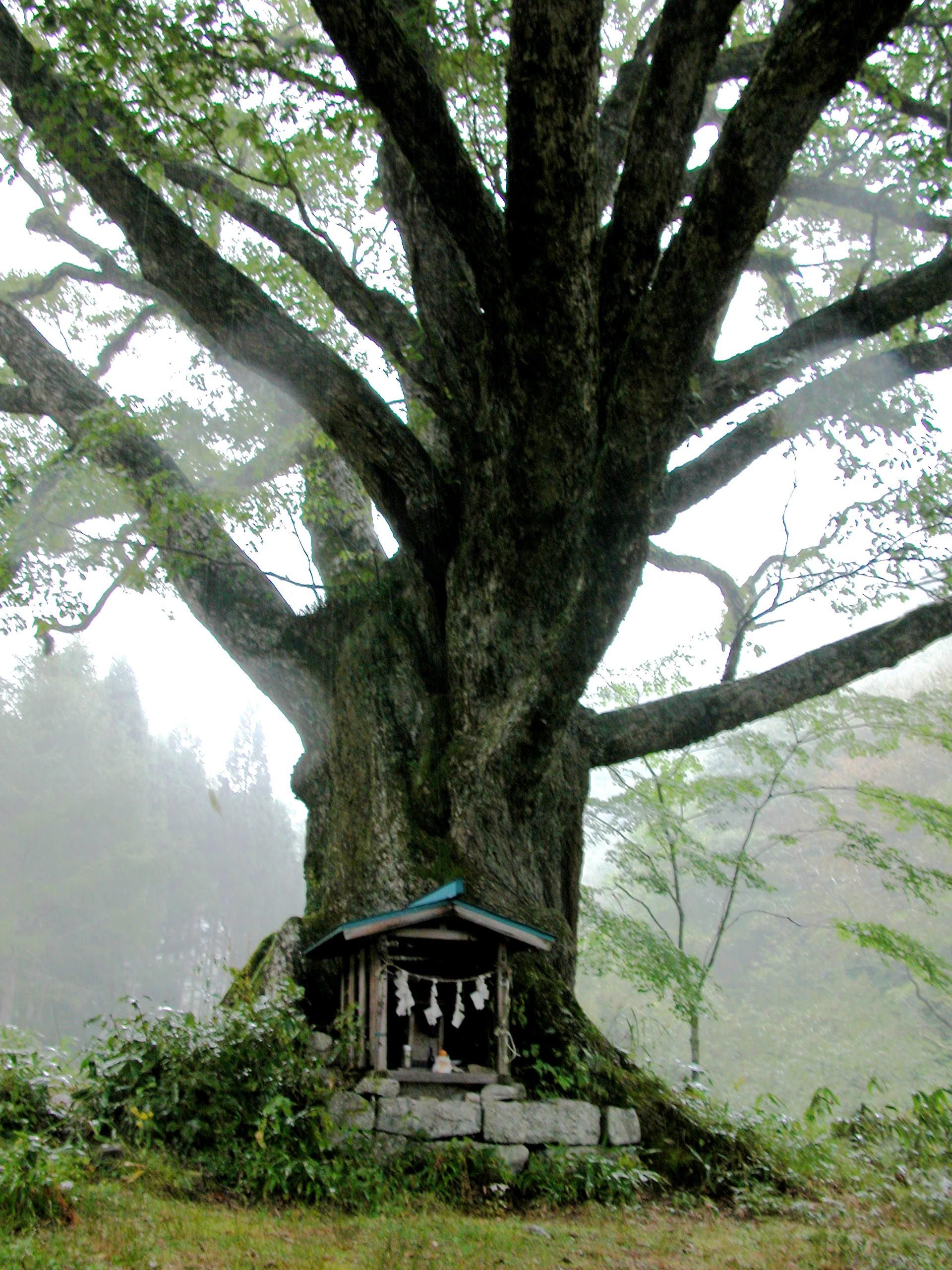 Вечнозеленый дуб в Японии
