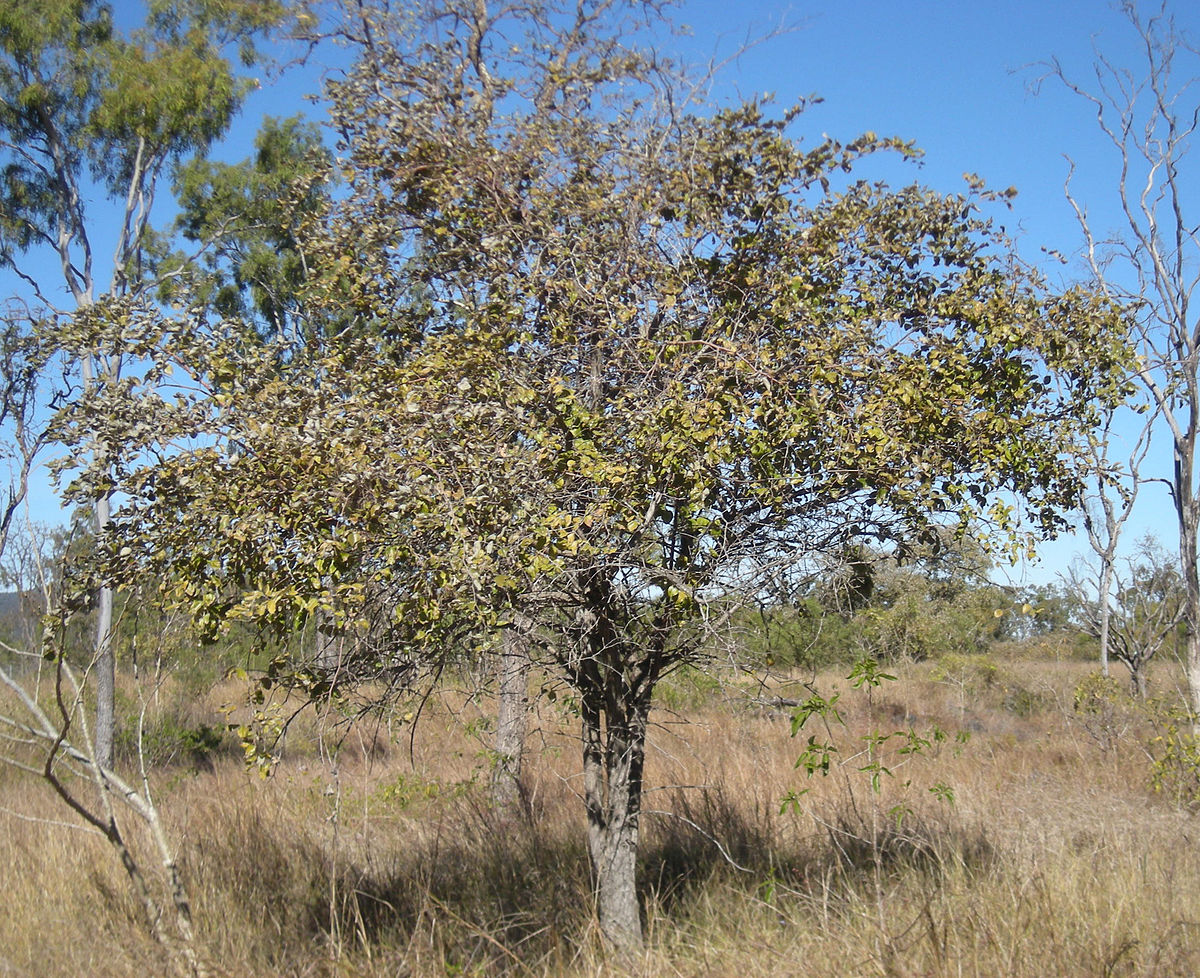 Зизифус дерево Африка