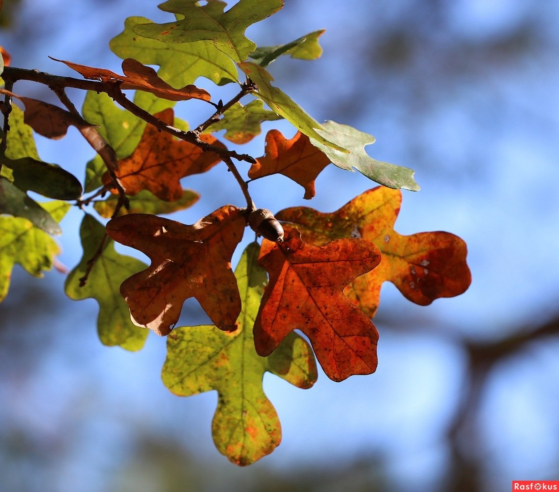 Листьев дуба. Дуб черешчатый лист. Дуб черешчатый осень. Дуб черешчатый листок. Дуб черешчатый осенью лист.