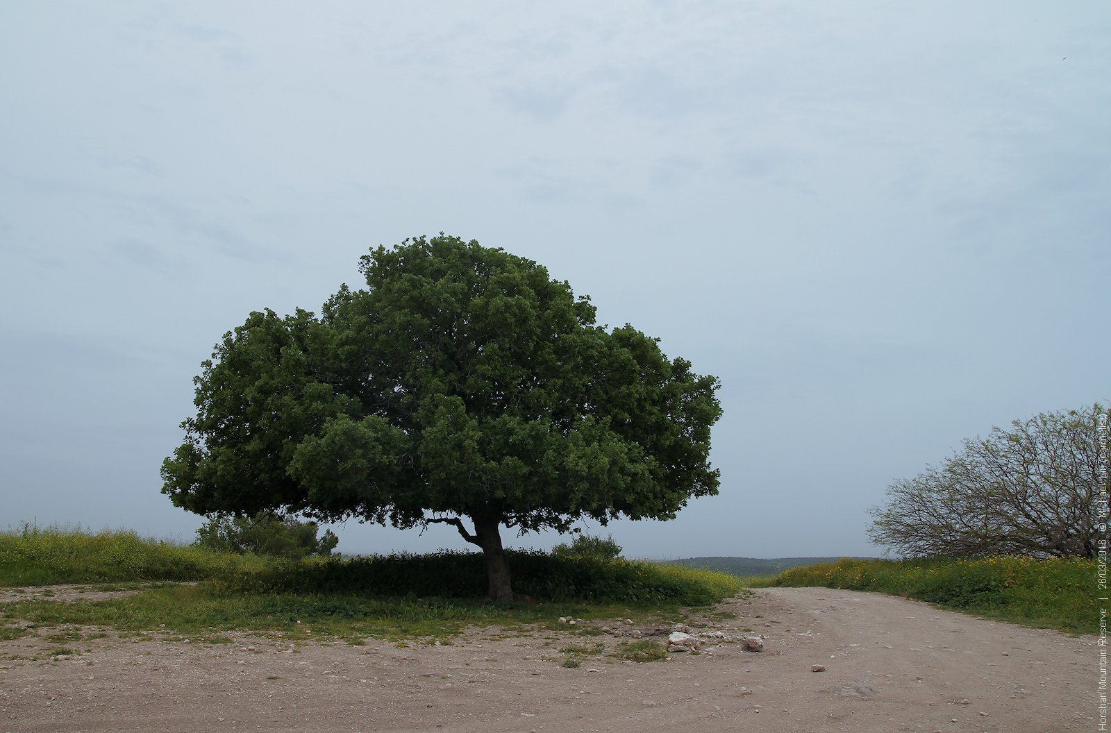 Фото горчичного дерева