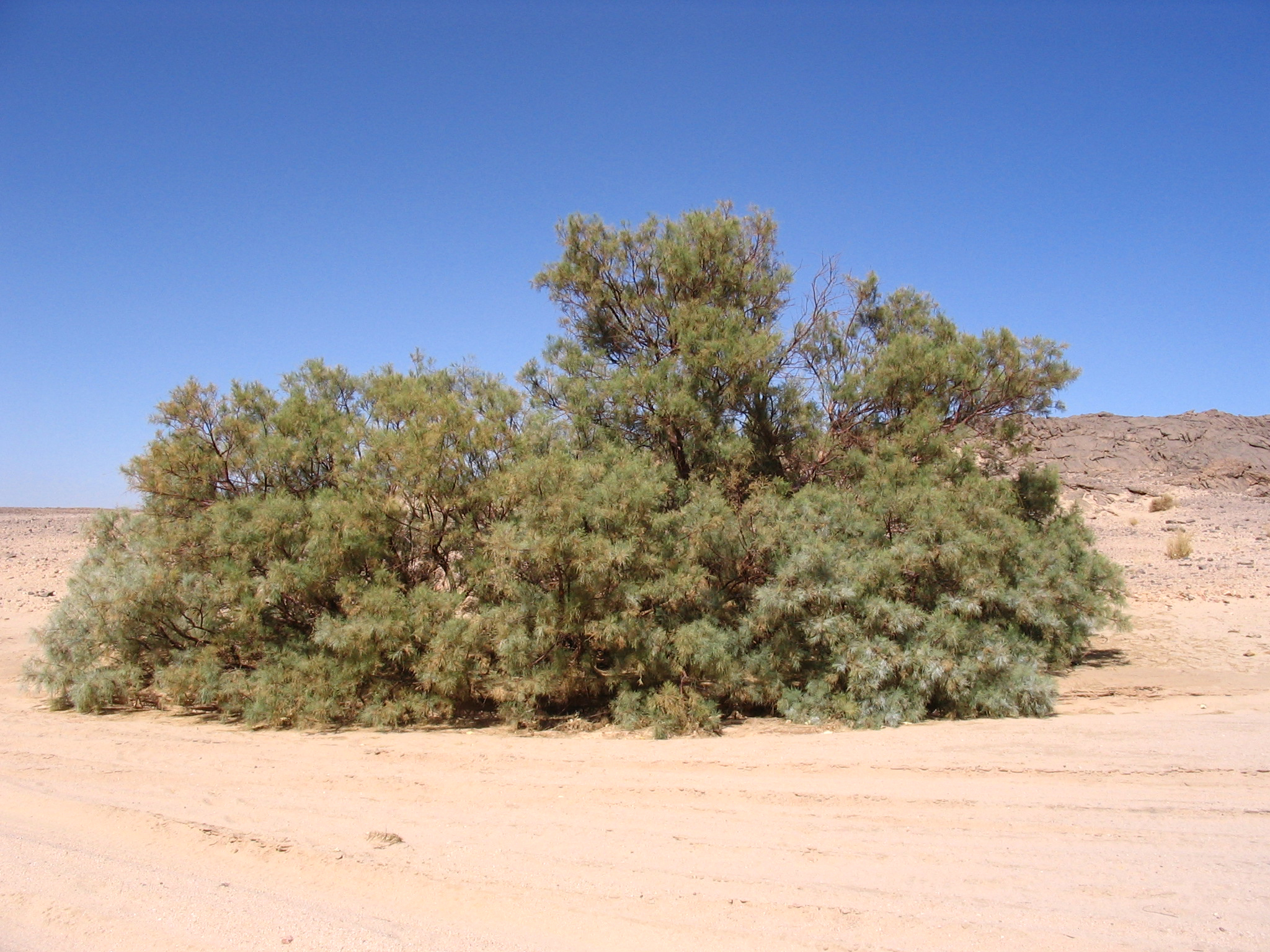 Тамариск растение пустыни