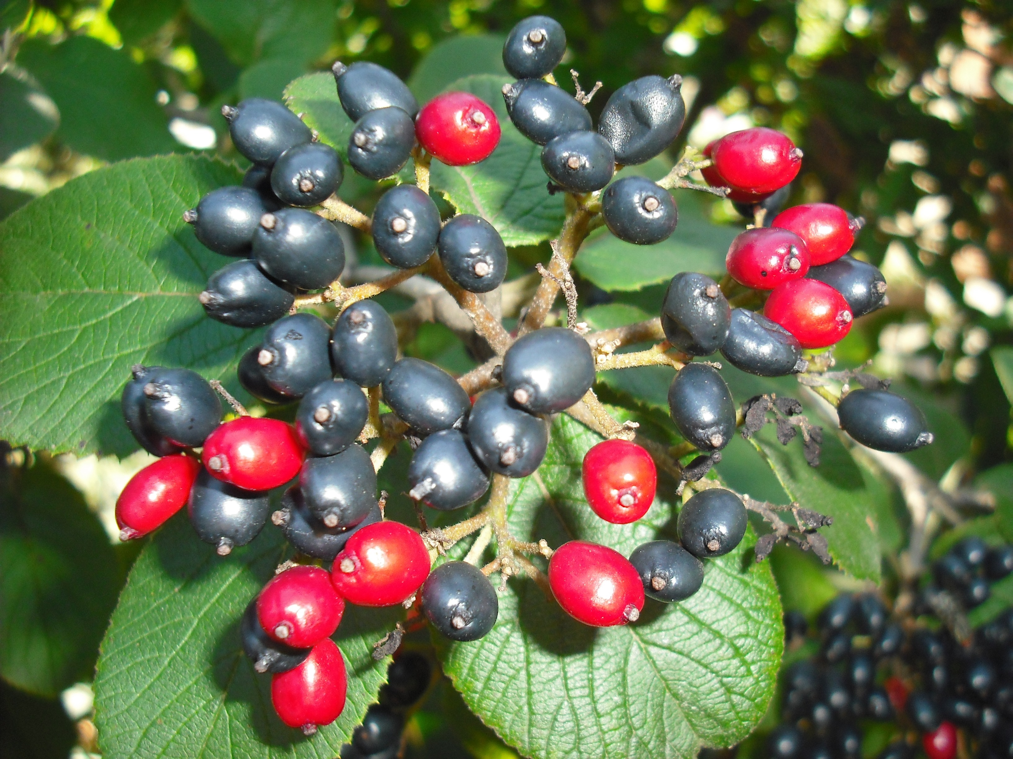 Дерево с черными ягодами фото и названия съедобные