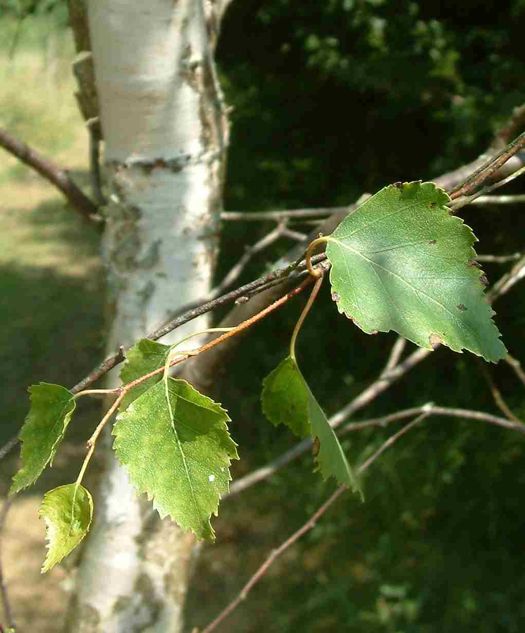 Виды повислых берез. Береза повислая (бородавчатая). Береза обыкновенная (Betula Alba). Берёза бородавчатая (Betula verrucosa). Береза повислая листья.