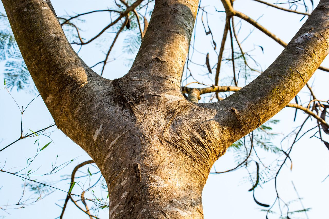 Как по фото найти дерево в интернете