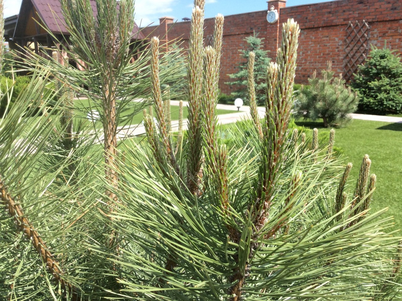 Pinus nigra austriaca