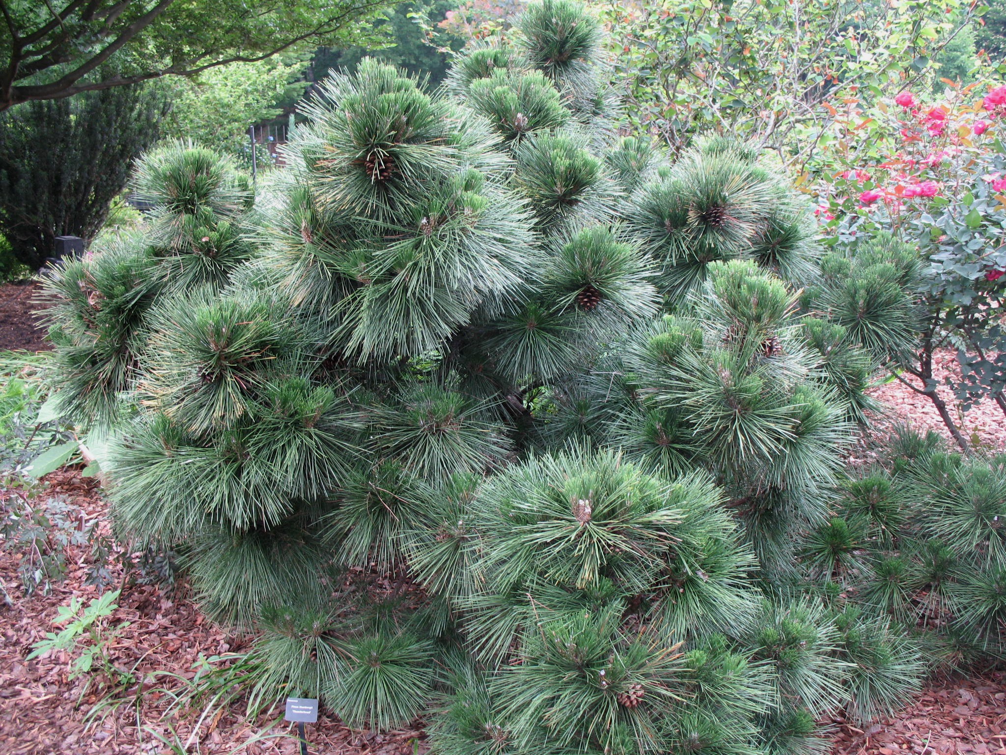 Pinus thunbergii Thunderhead